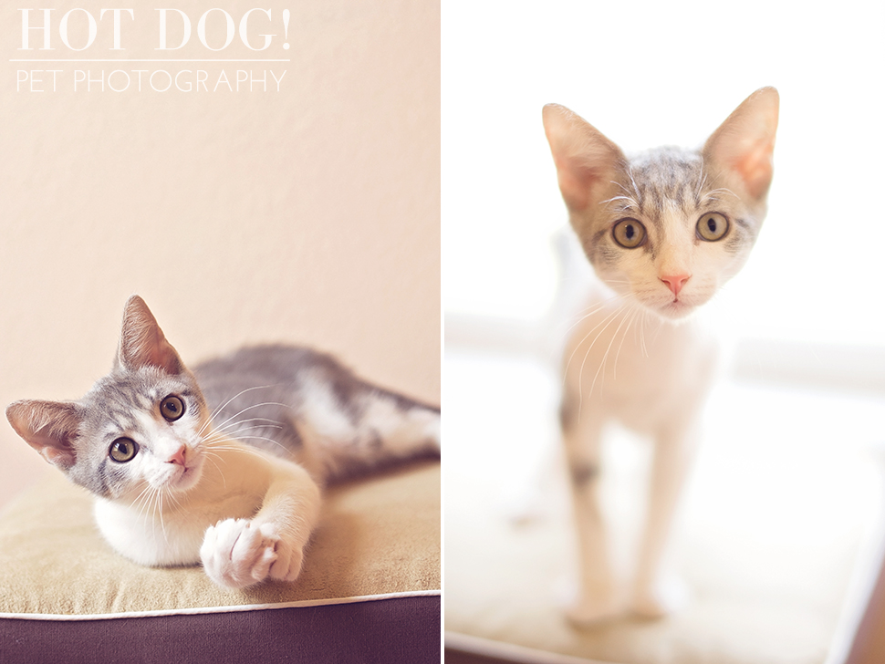 Gus | Orlando Pet Photographer