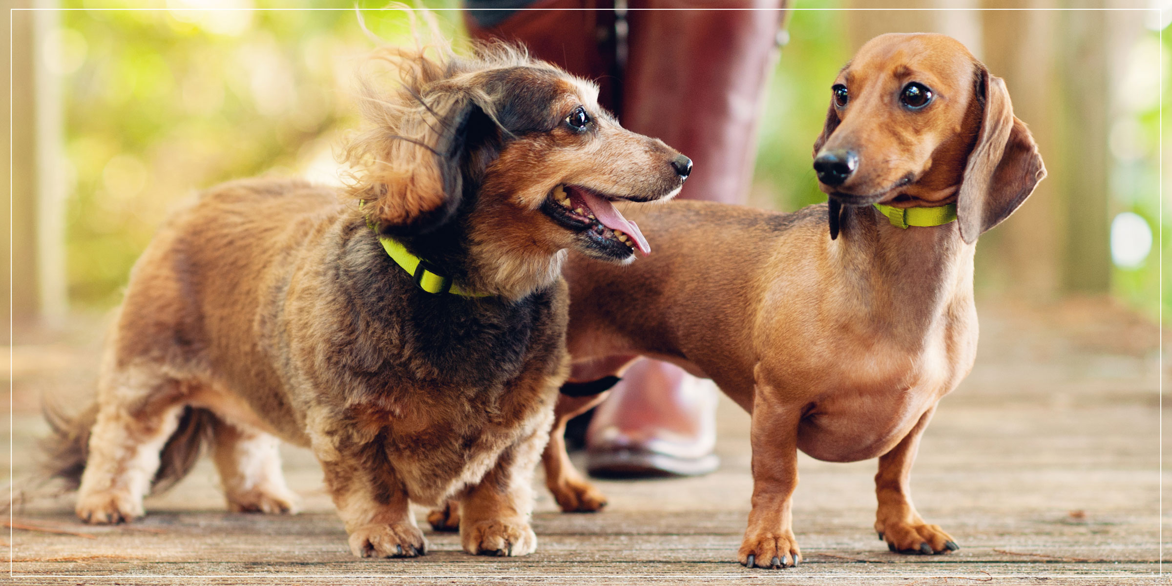Hot Dog! Pet Photography - Modern Photography for Dogs, Cats + Their People Hot Dog! Pet Photography - Modern Photography for Dogs, Cats + Their People