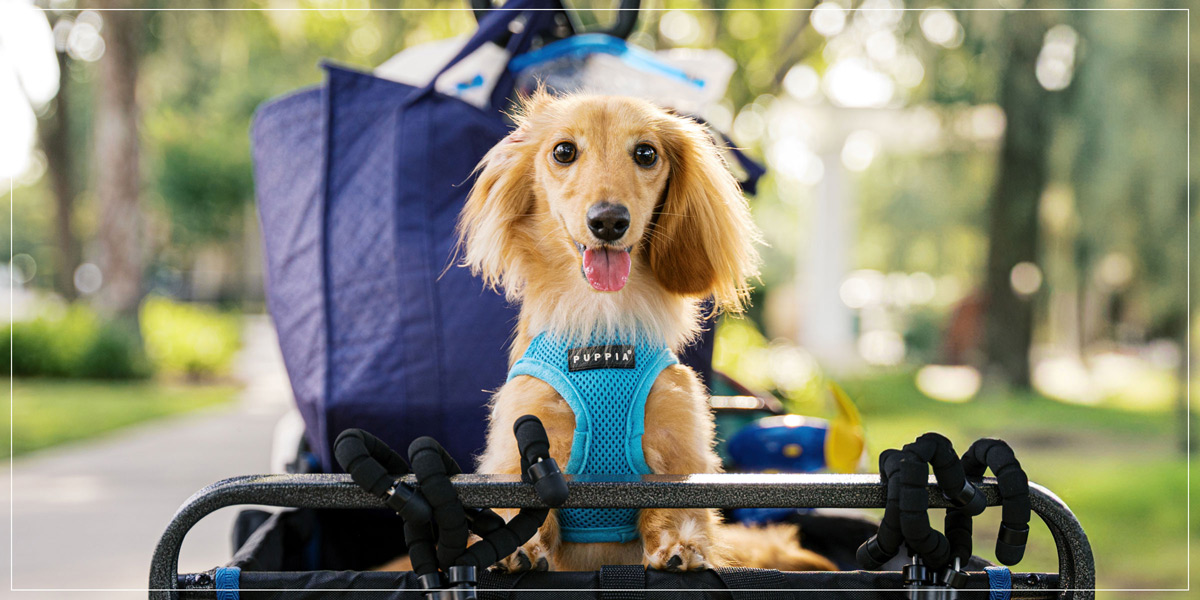 Hot Dog! Pet Photography hero image