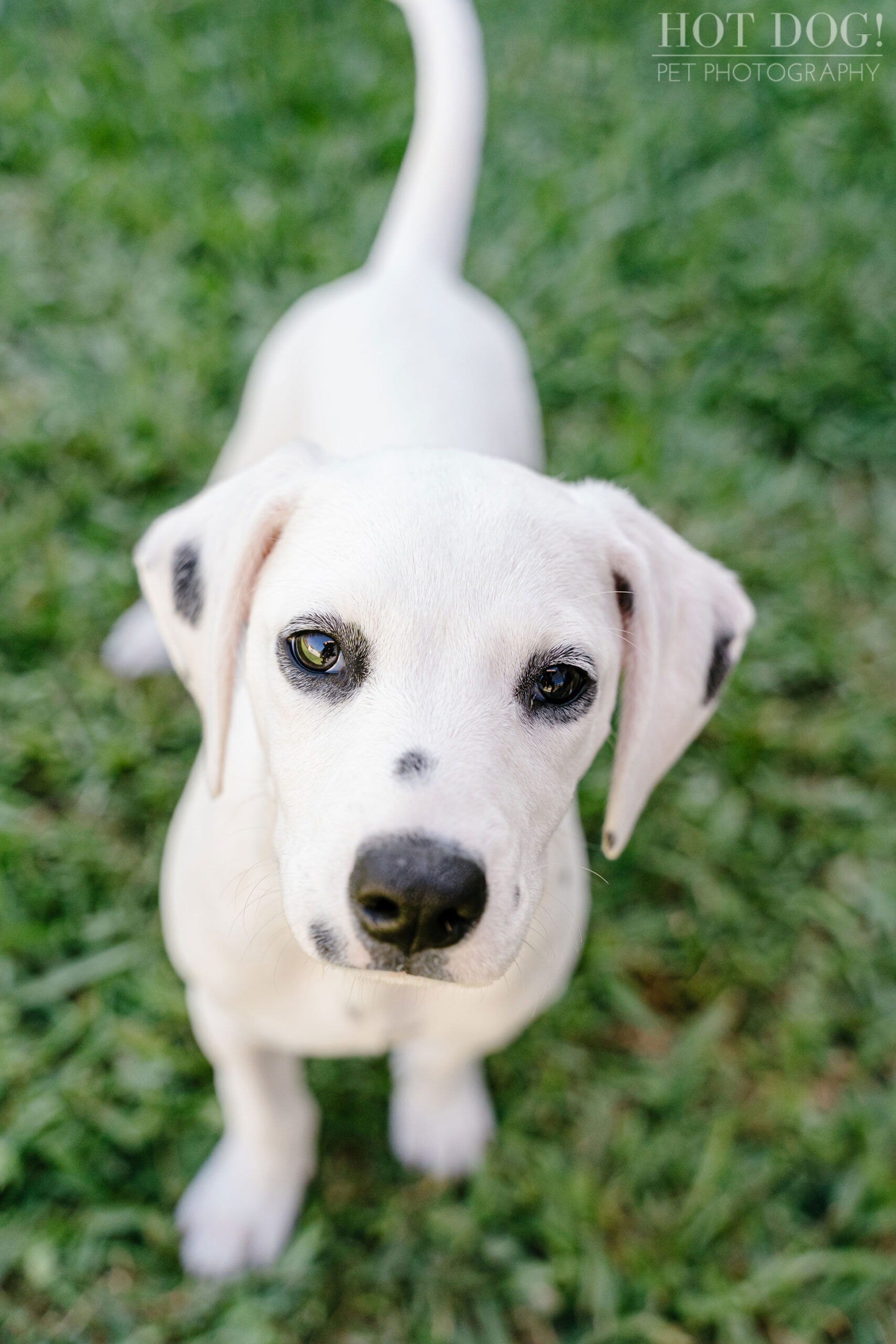 A photo session in Saint Cloud, FL, with a deaf Dalmatian puppy named Ivy by Hot Dog! Pet Photography