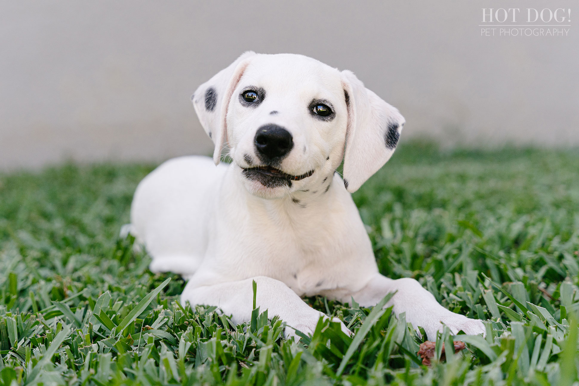 A photo session in Saint Cloud, FL, with a deaf Dalmatian puppy named Ivy by Hot Dog! Pet Photography