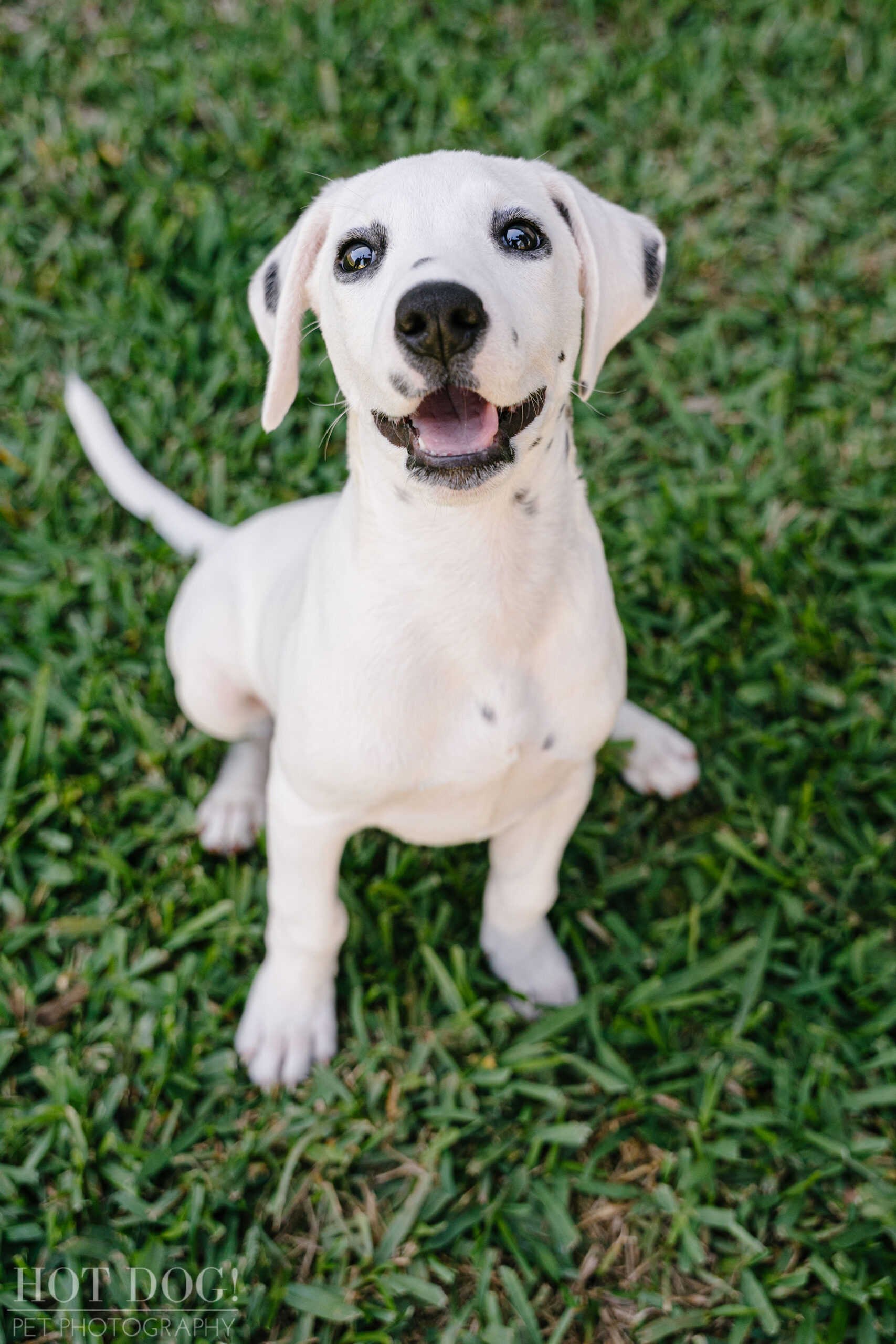A photo session in Saint Cloud, FL, with a deaf Dalmatian puppy named Ivy by Hot Dog! Pet Photography