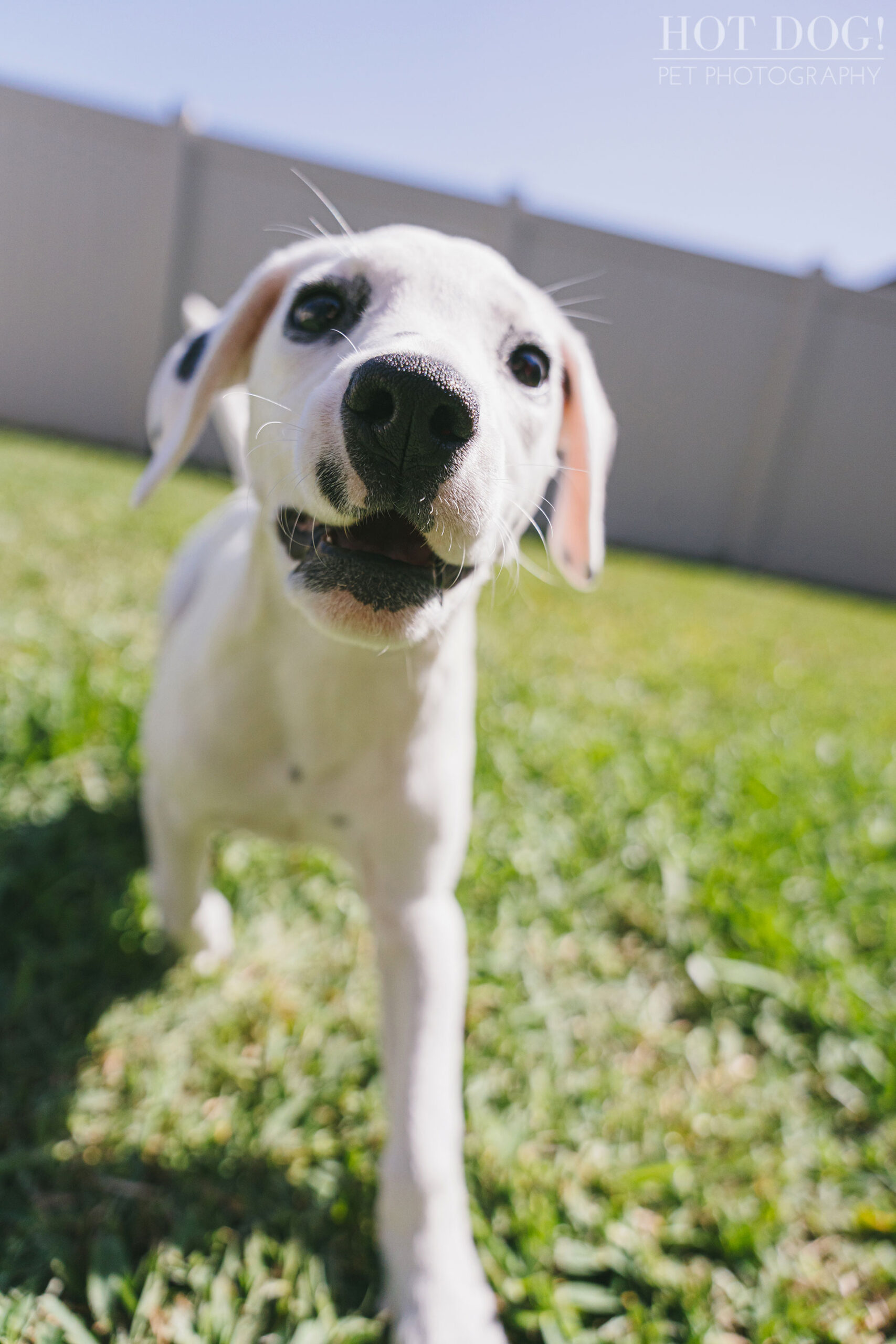 A photo session in Saint Cloud, FL, with a deaf Dalmatian puppy named Ivy by Hot Dog! Pet Photography