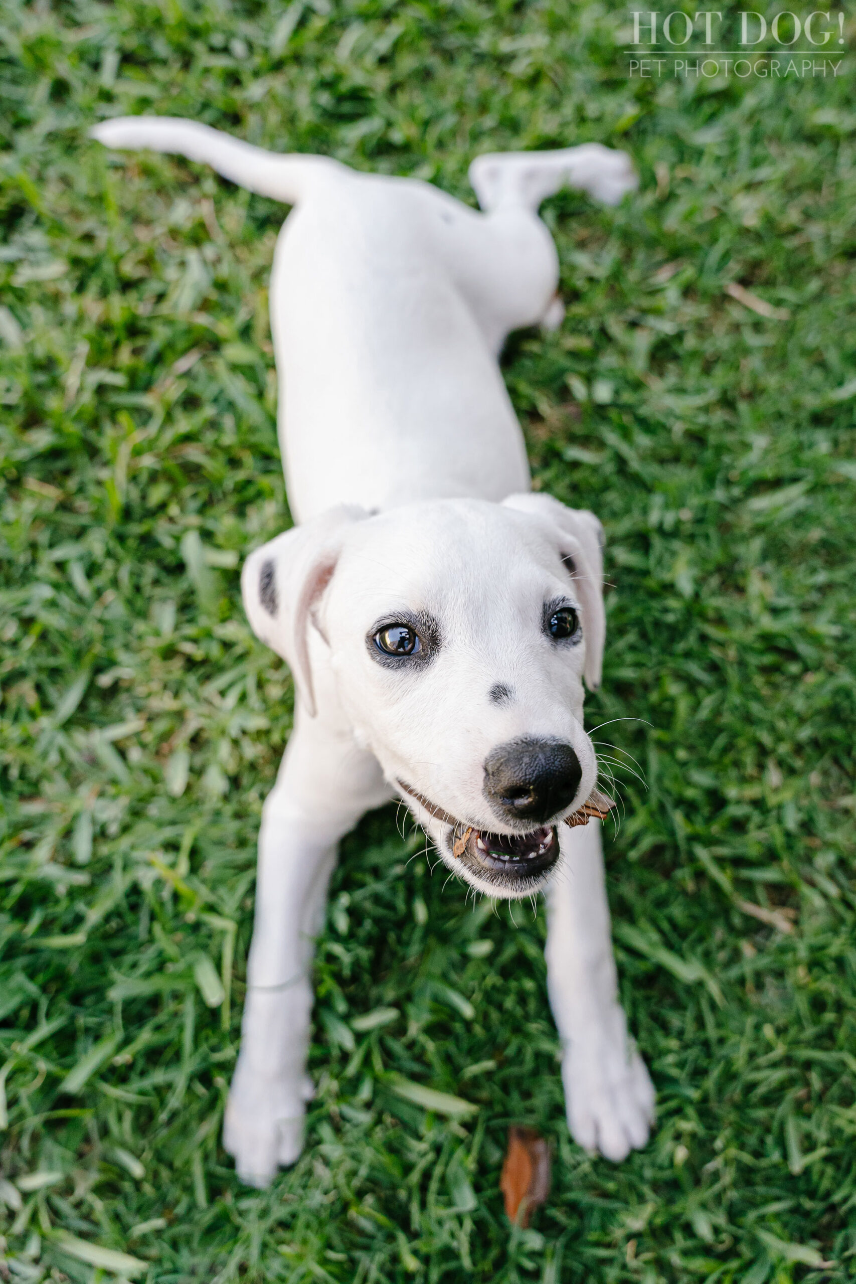 A photo session in Saint Cloud, FL, with a deaf Dalmatian puppy named Ivy by Hot Dog! Pet Photography