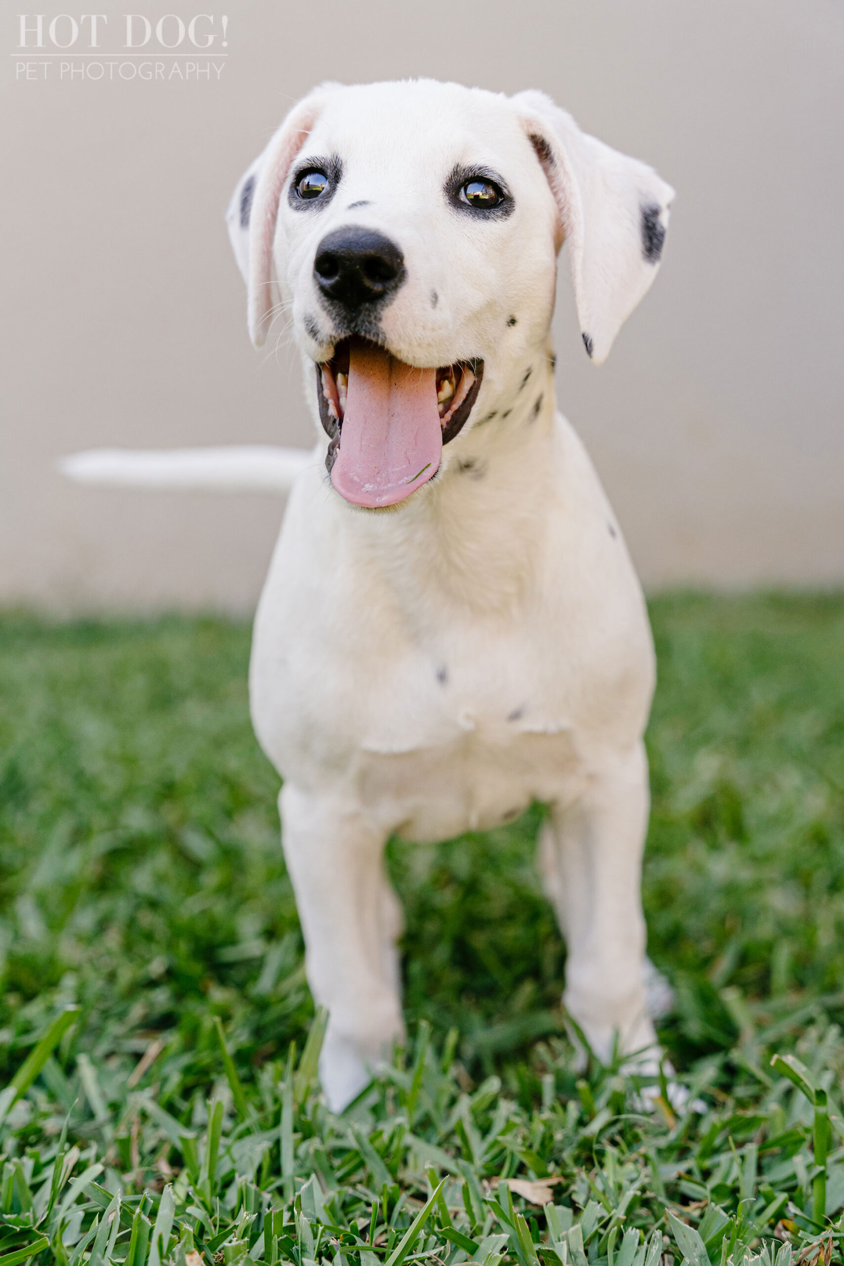 A photo session in Saint Cloud, FL, with a deaf Dalmatian puppy named Ivy by Hot Dog! Pet Photography