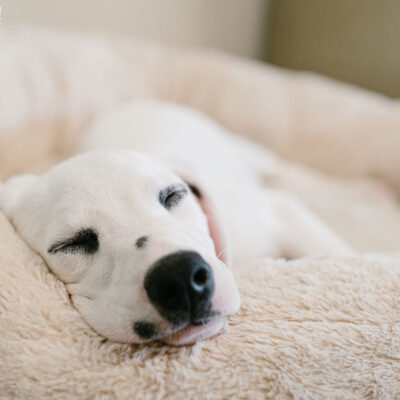 Ivy the Dalmatian Puppy | St. Cloud Pet Photography