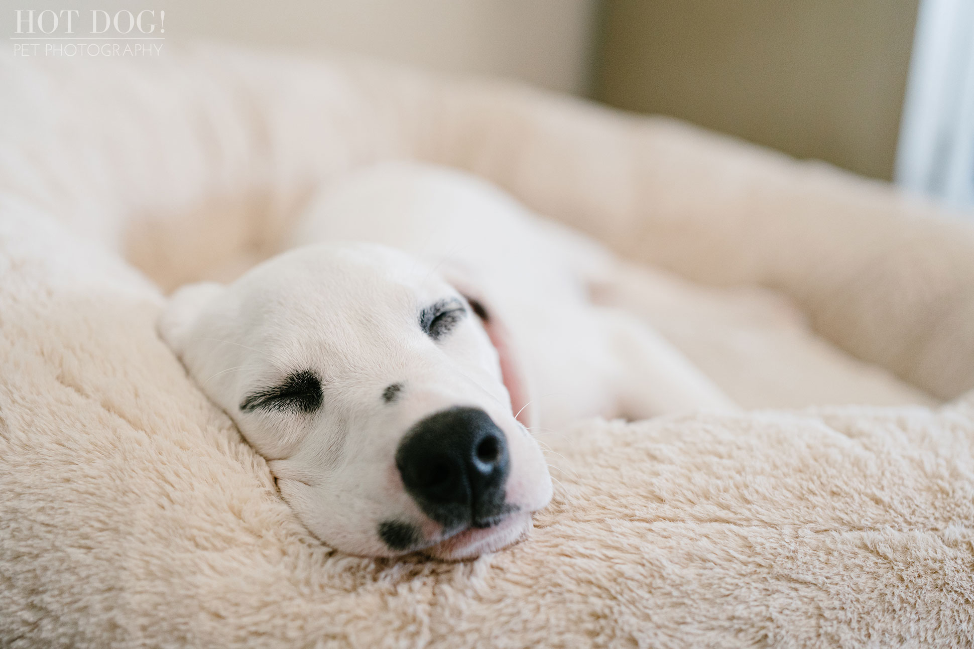 A photo session in Saint Cloud, FL, with a deaf Dalmatian puppy named Ivy by Hot Dog! Pet Photography