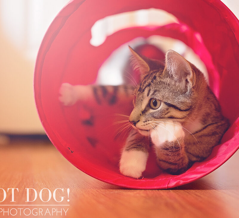 Jack | Orlando Pet Photographer
