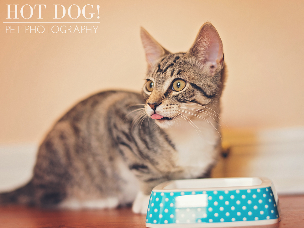 Jack | Orlando Pet Photographer