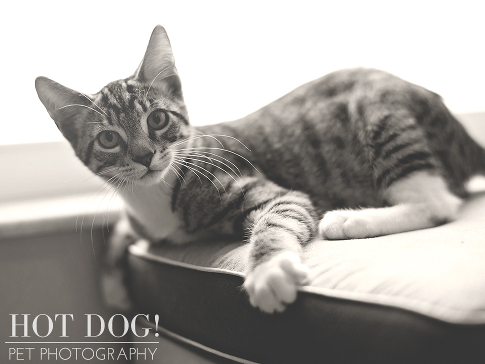 Jack | Orlando Pet Photographer