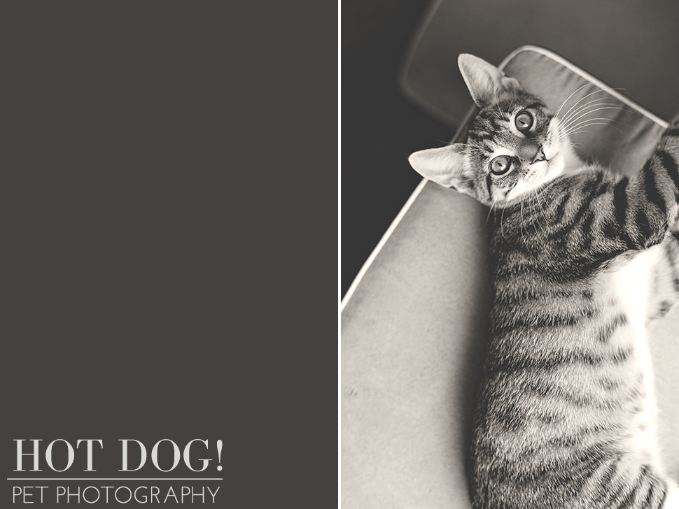 Jack | Orlando Pet Photographer