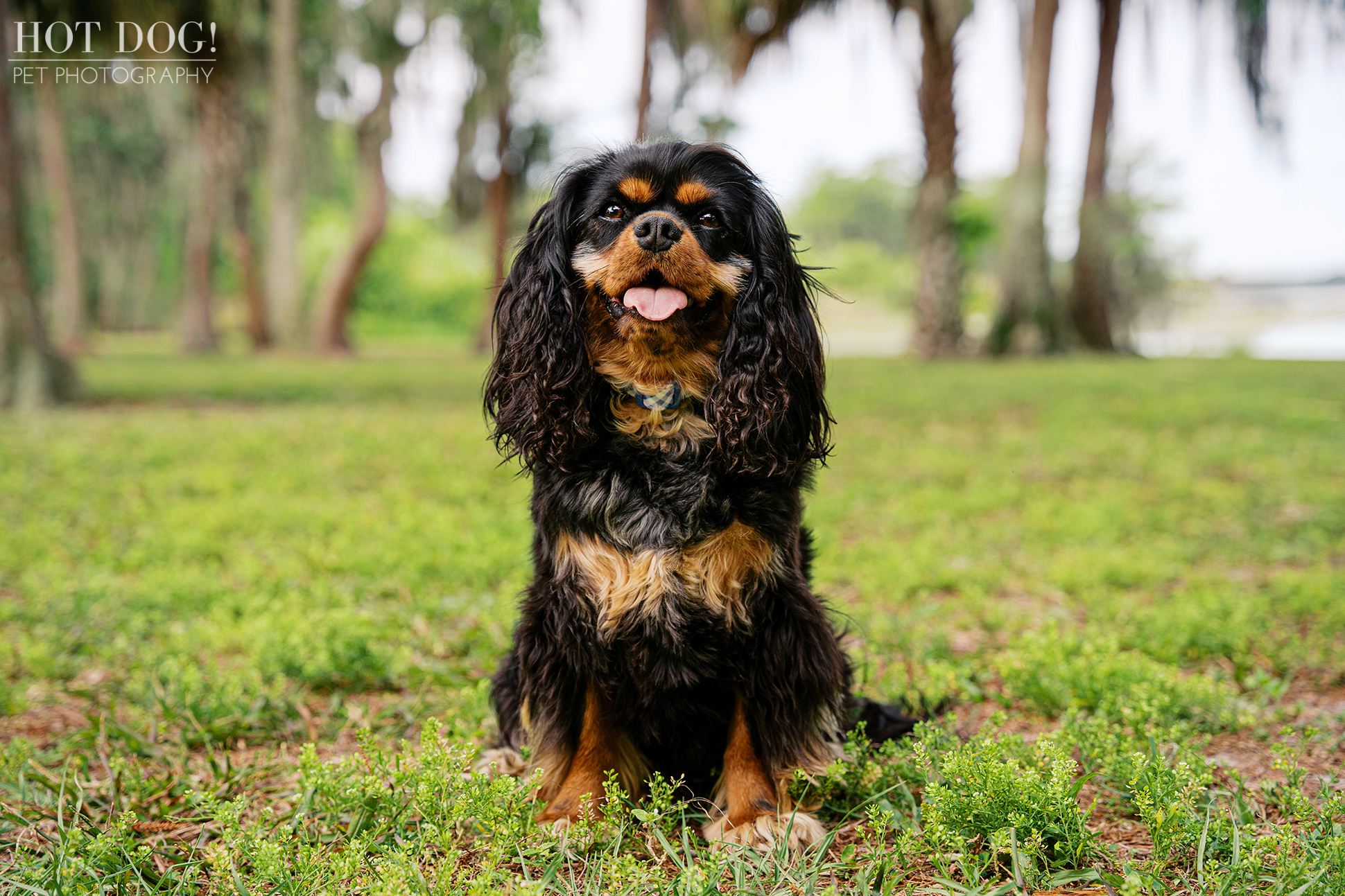 Black and tan Cavalier King Charles Spaniel Jazmyn sitting beneath palm trees during a Florida pet photography session.