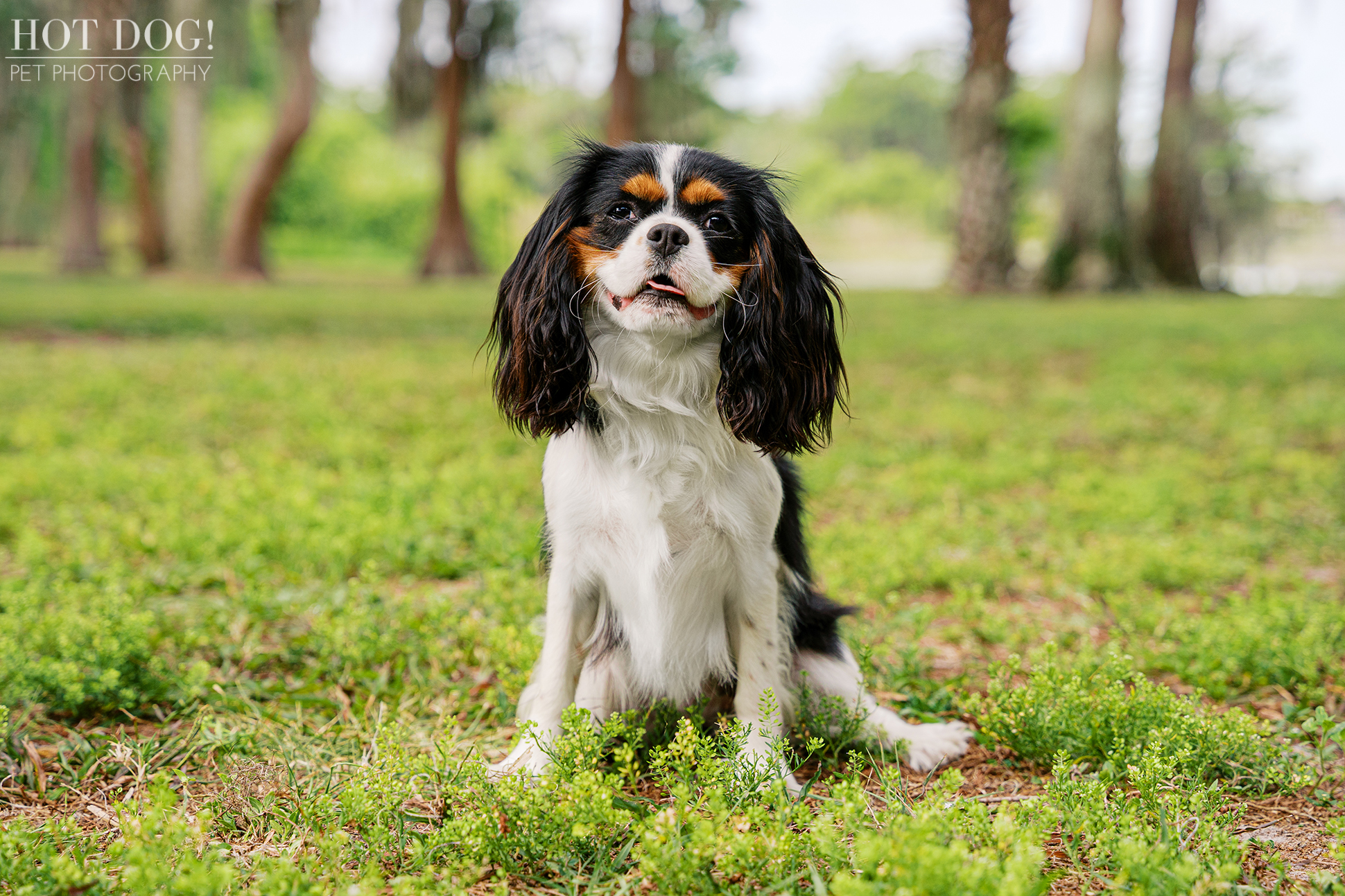 Tricolor Cavalier King Charles Spaniel Jerzee sitting in a palm-filled Florida park during her pet photography session.