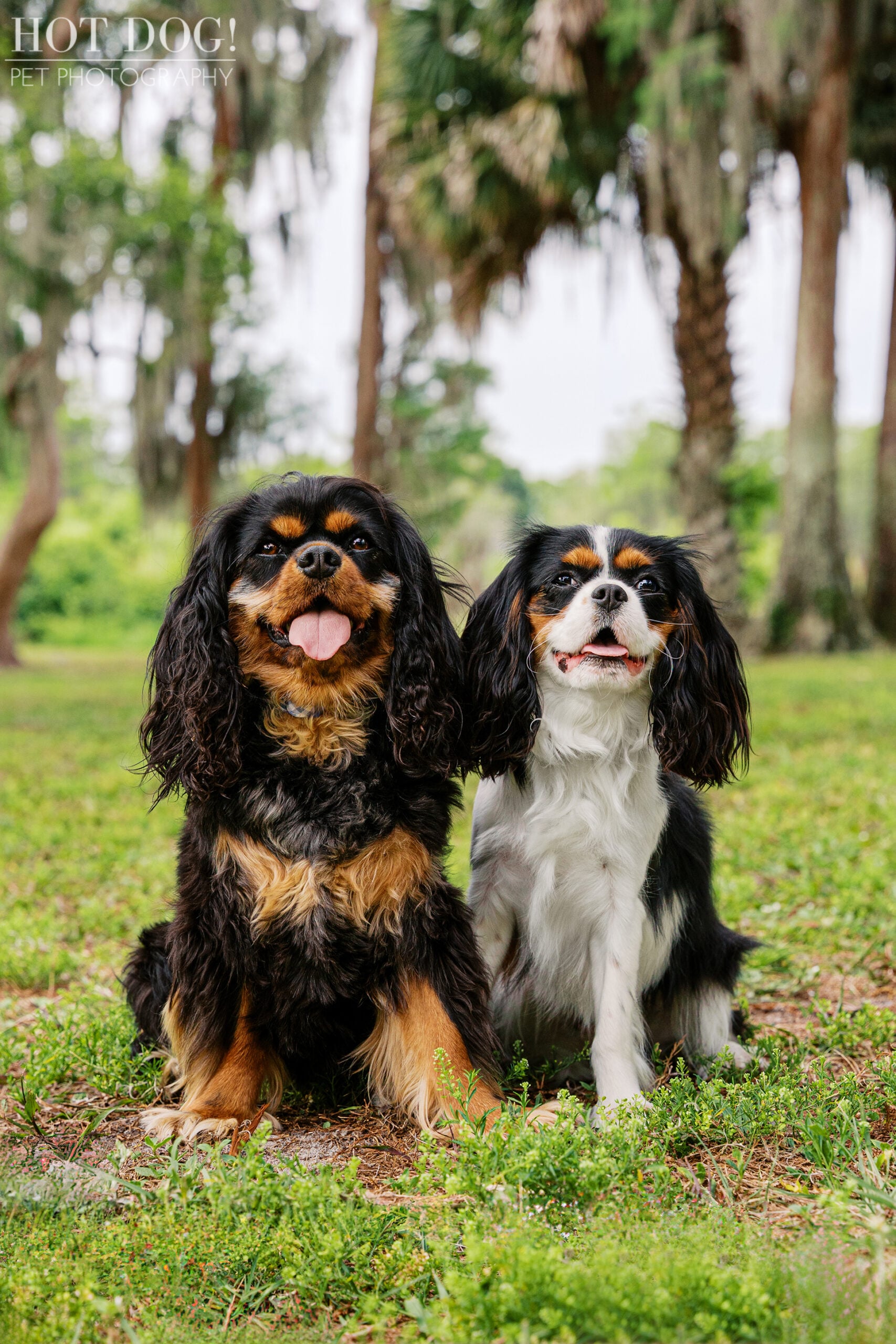 Cavalier King Charles Spaniels Jazmyn and Jerzee sitting together beneath palm trees during a Central Florida pet photography session.