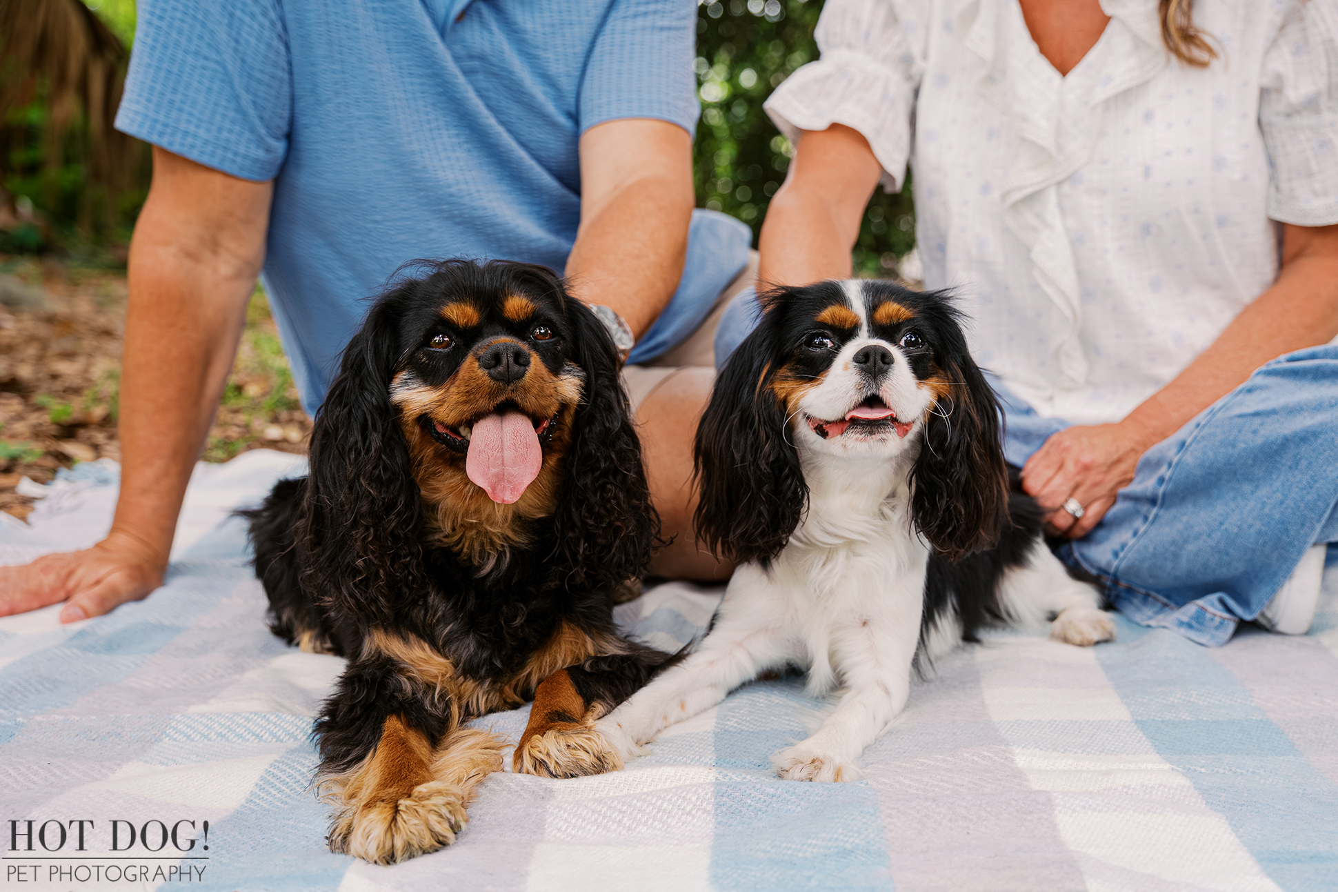 Black and tan Jazmyn and tricolor Jerzee relaxing together on a picnic blanket during their Florida pet photography session.