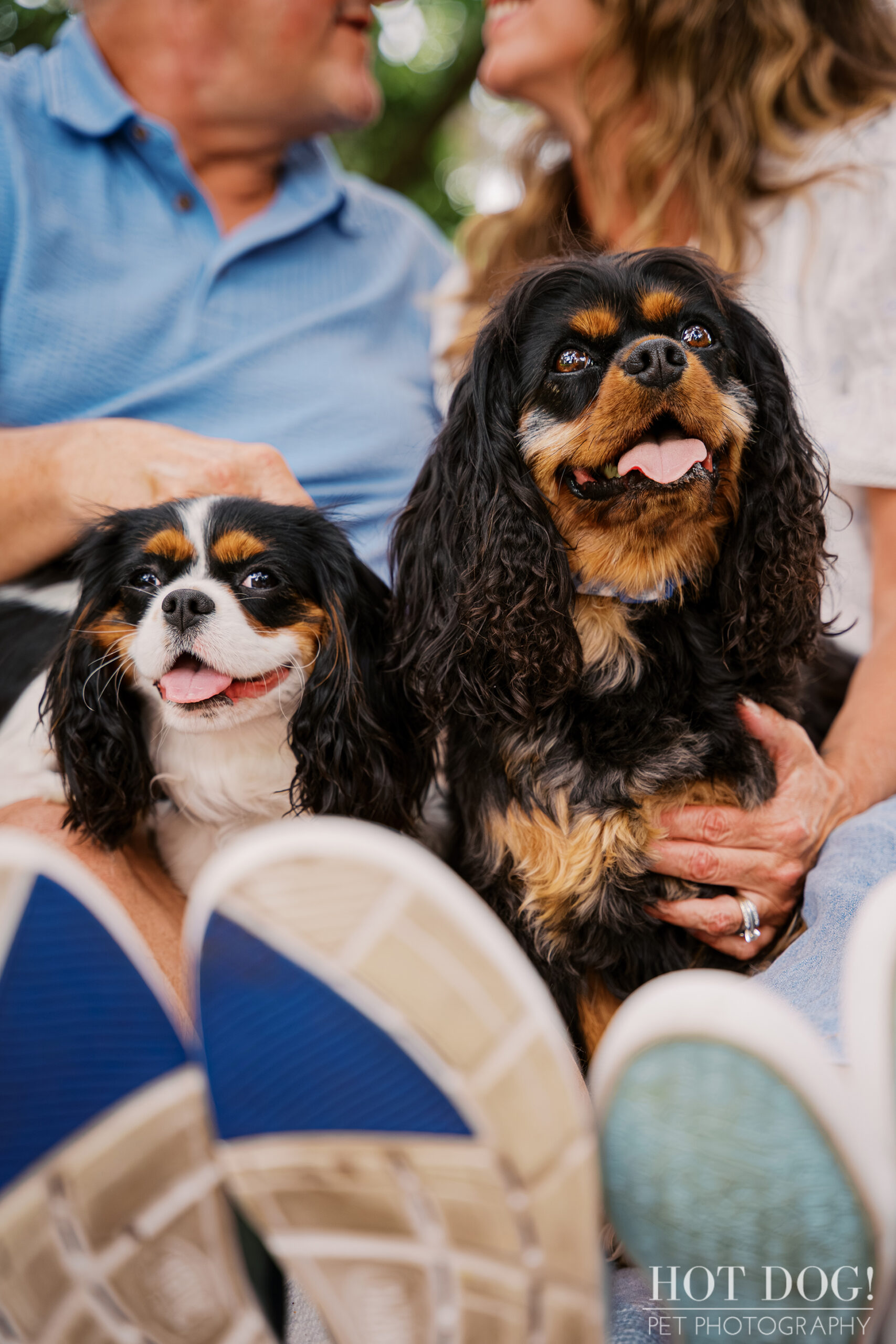 Cavalier King Charles Spaniels Jerzee and Jazmyn relaxing between Tonia and James during their Florida vacation photo session.
