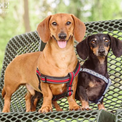 Jazz & Ossie the Dachshunds | Orlando Pet Photography