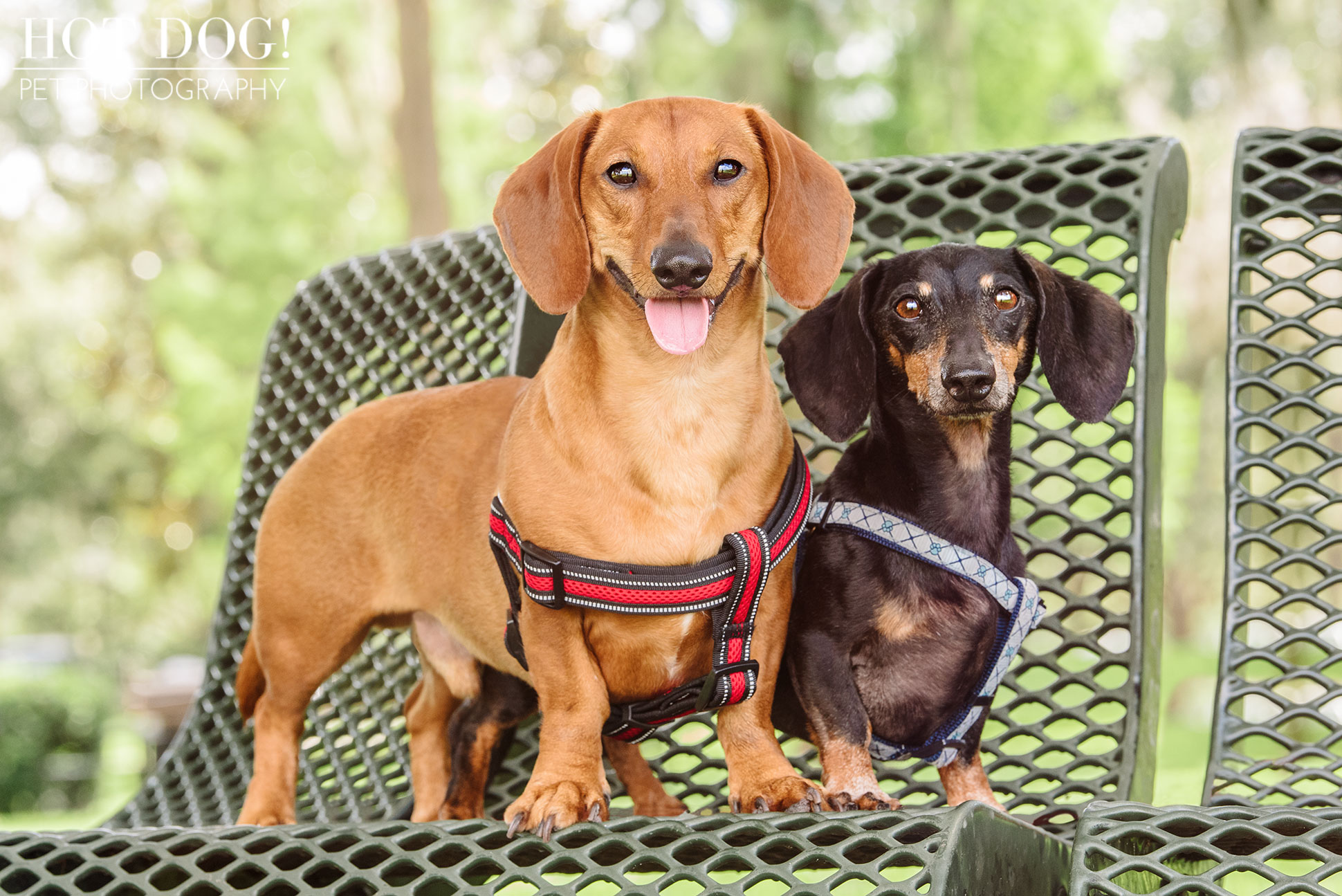 Jazz & Ossie the Dachshunds | Orlando Pet Photography