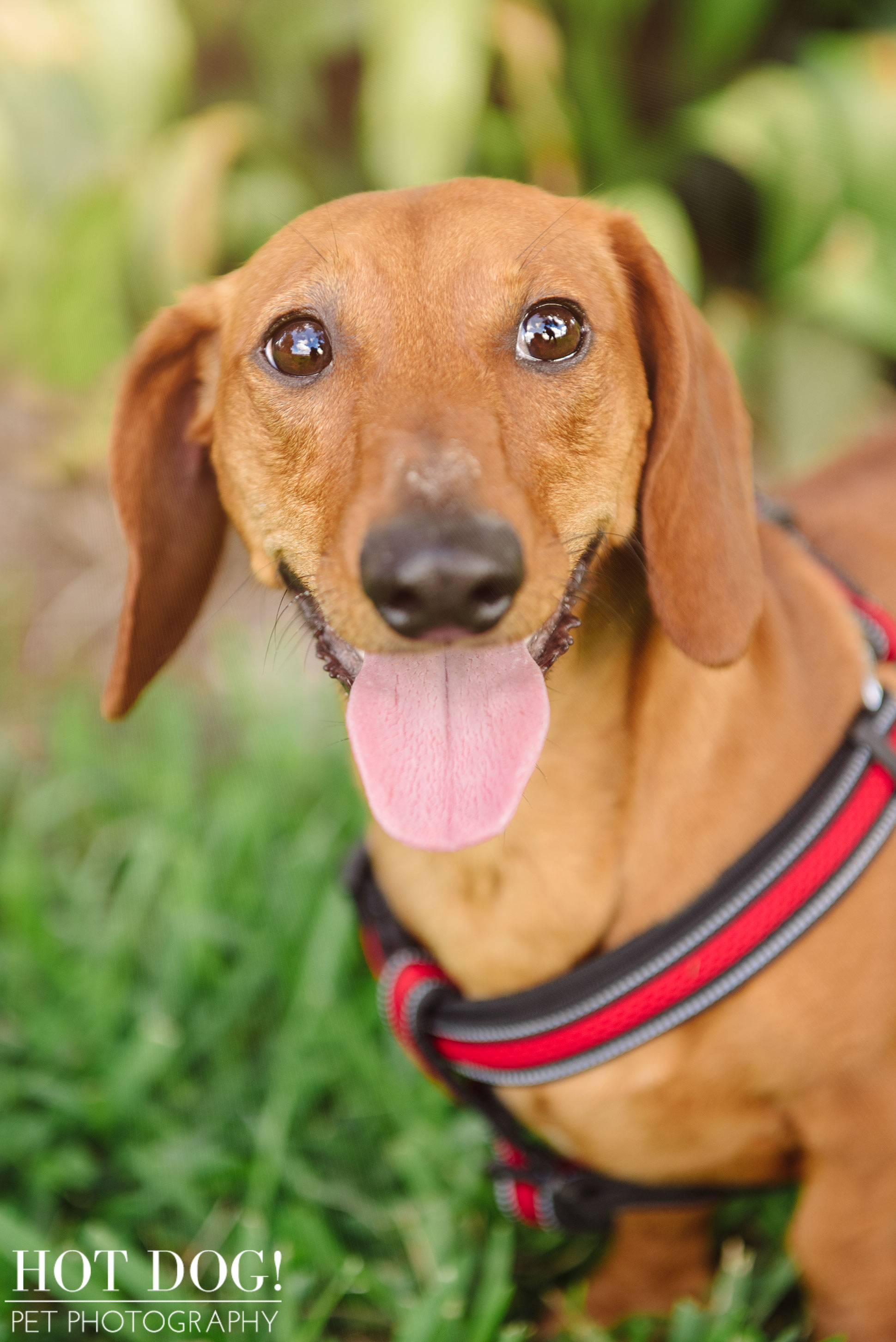 Jazz & Ossie the Dachshunds | Orlando Pet Photography