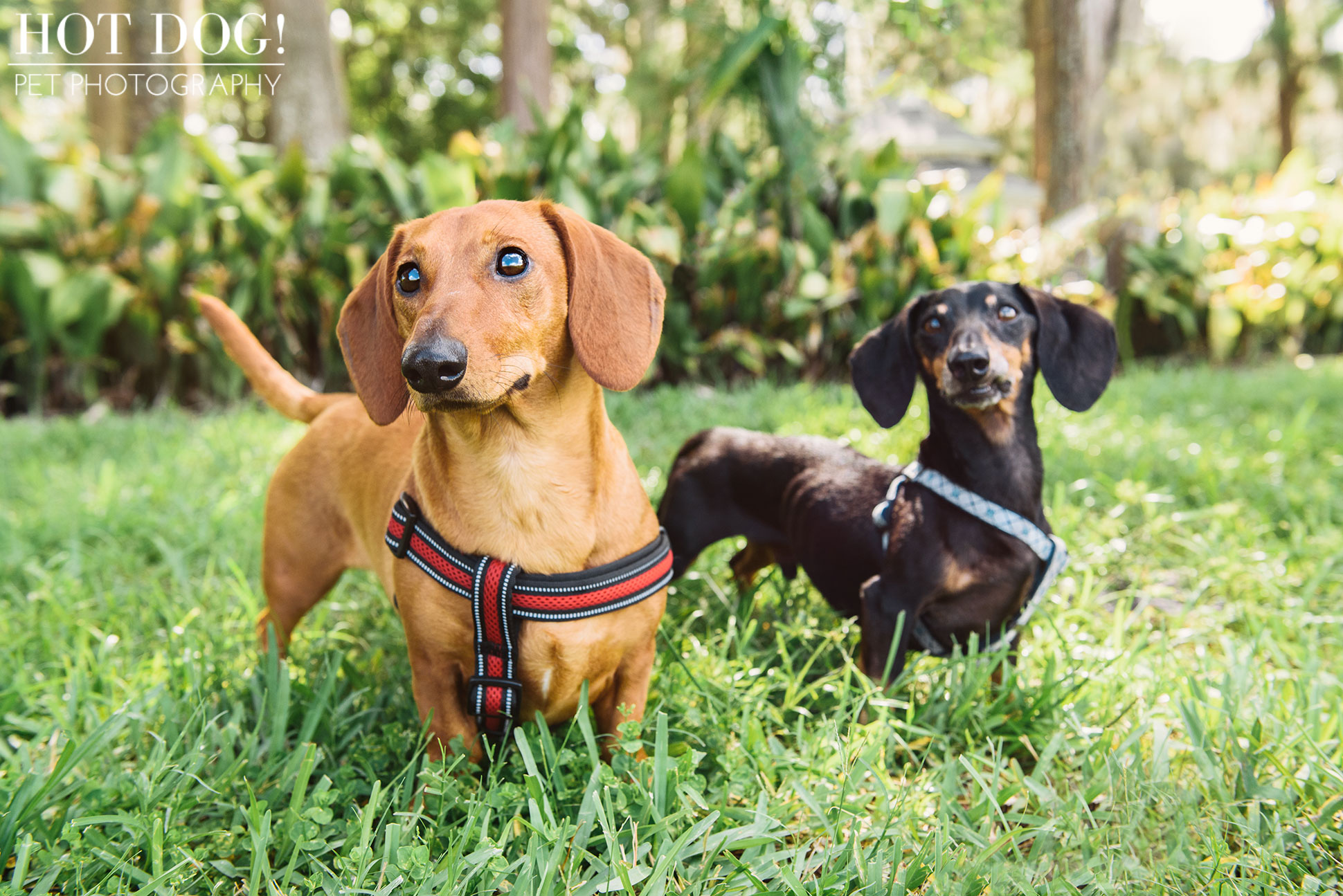 Jazz & Ossie the Dachshunds | Orlando Pet Photography