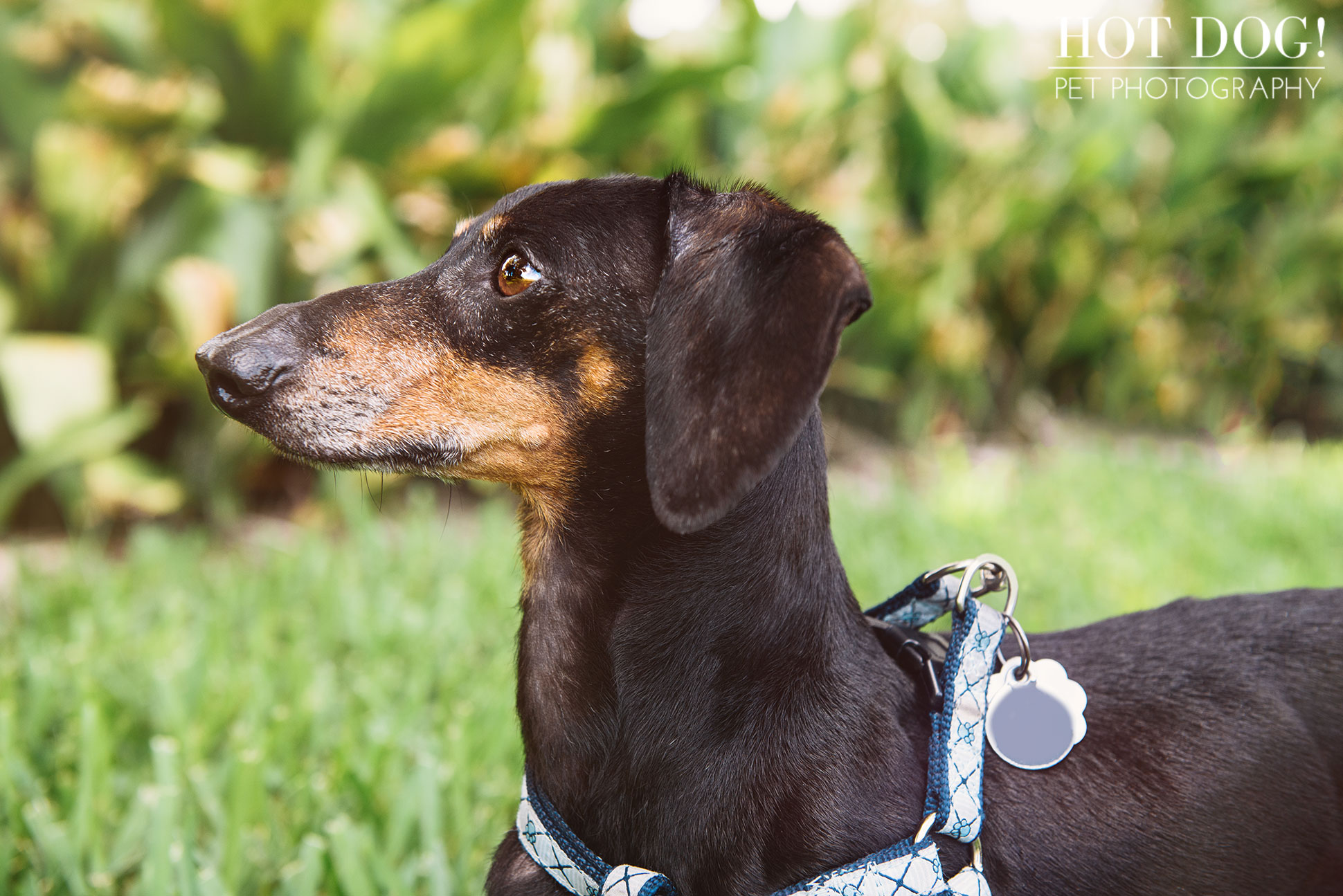 Jazz & Ossie the Dachshunds | Orlando Pet Photography