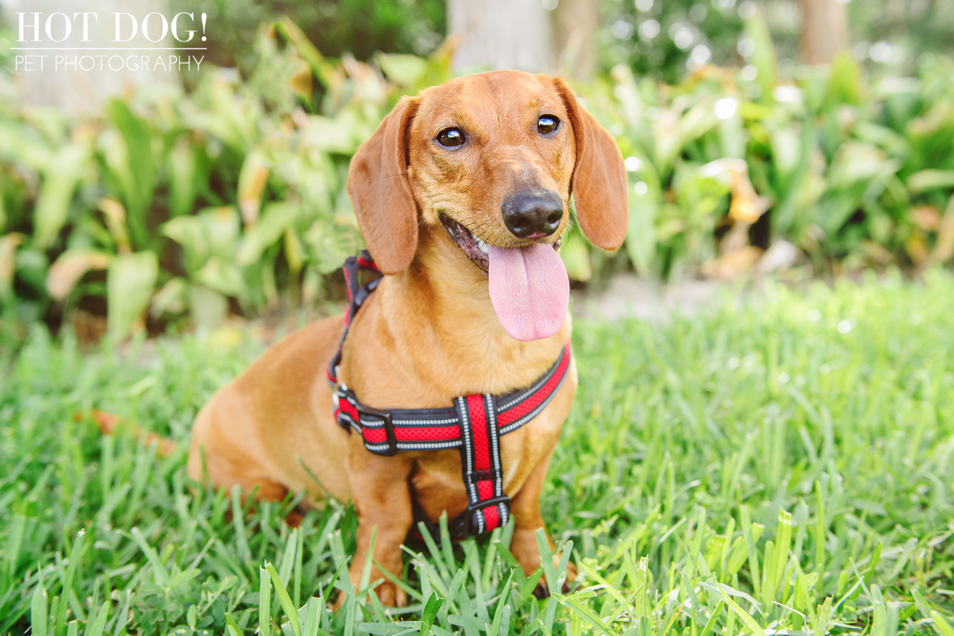 Jazz & Ossie the Dachshunds | Orlando Pet Photography