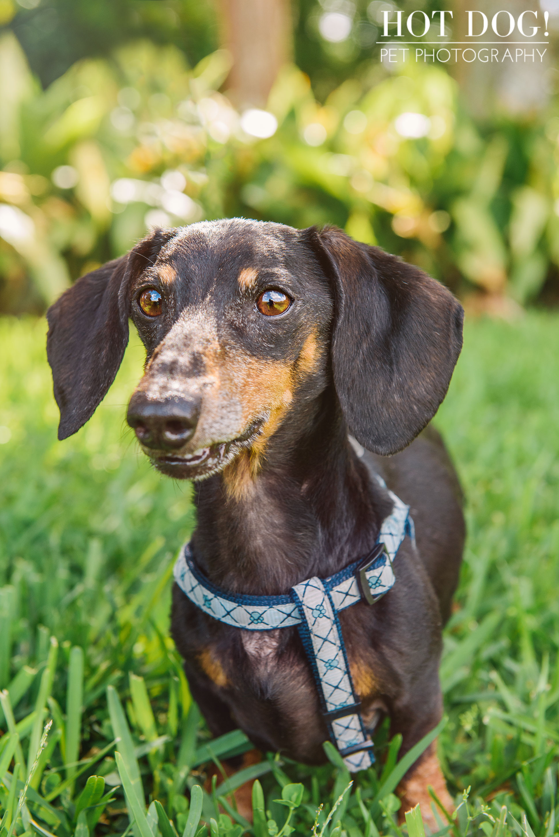 Jazz & Ossie the Dachshunds | Orlando Pet Photography