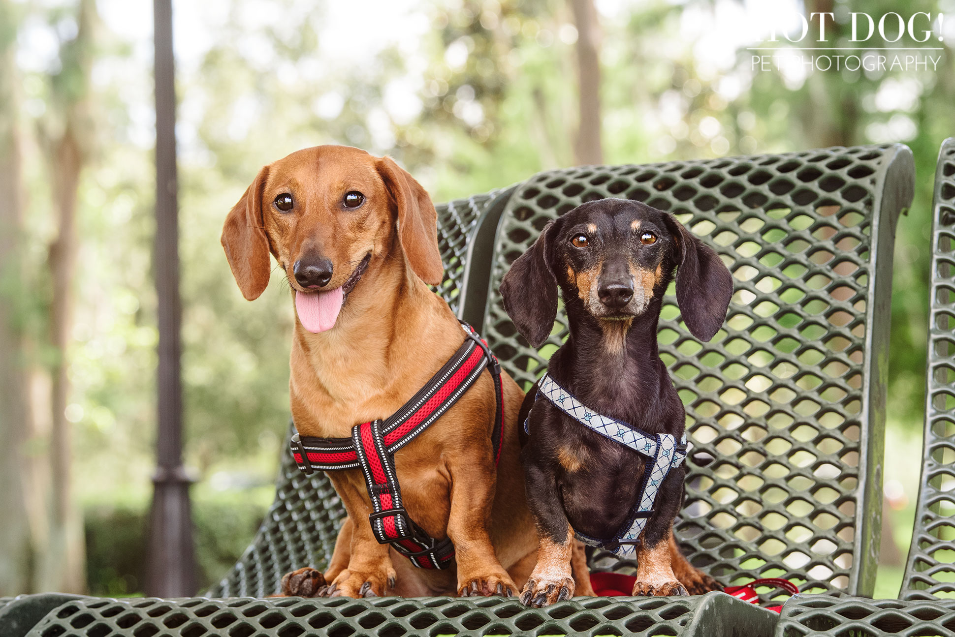 Jazz & Ossie the Dachshunds | Orlando Pet Photography