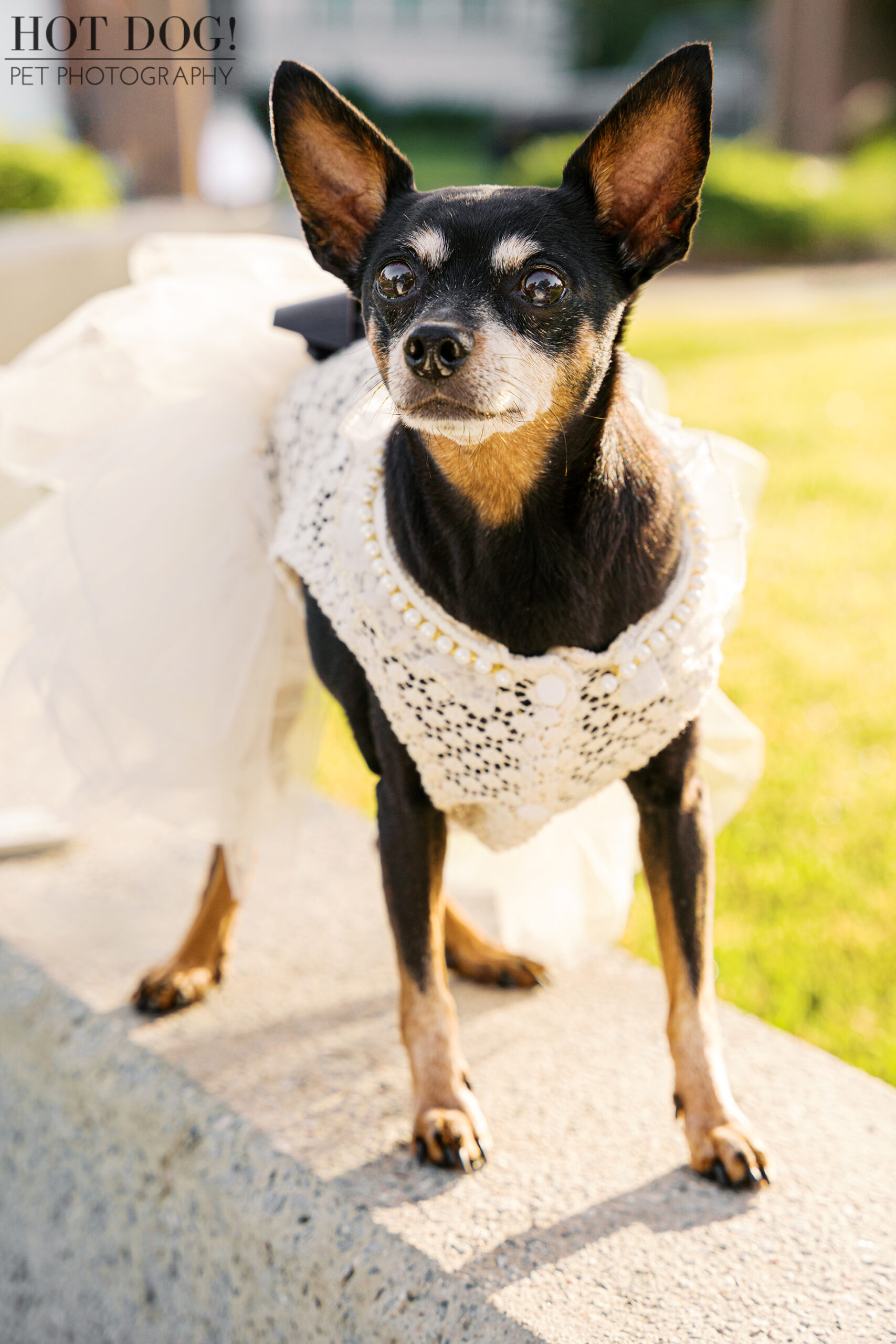 Portrait of Kiki standing on a low wall in her white lace and pearl dress, looking alert in the sun.