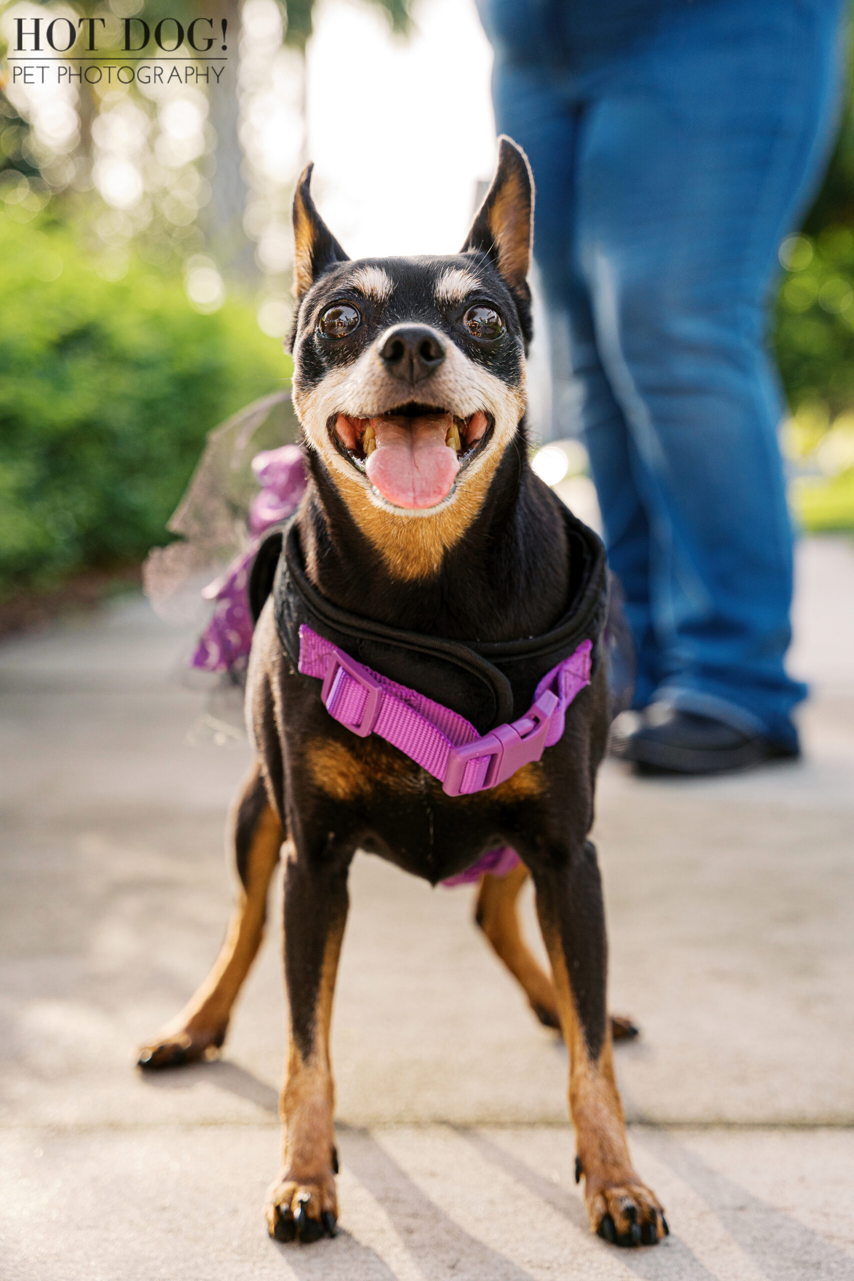Close-up of Kiki the Miniature Pinscher smiling wide in a purple harness and black tutu during her Lake Nona session.