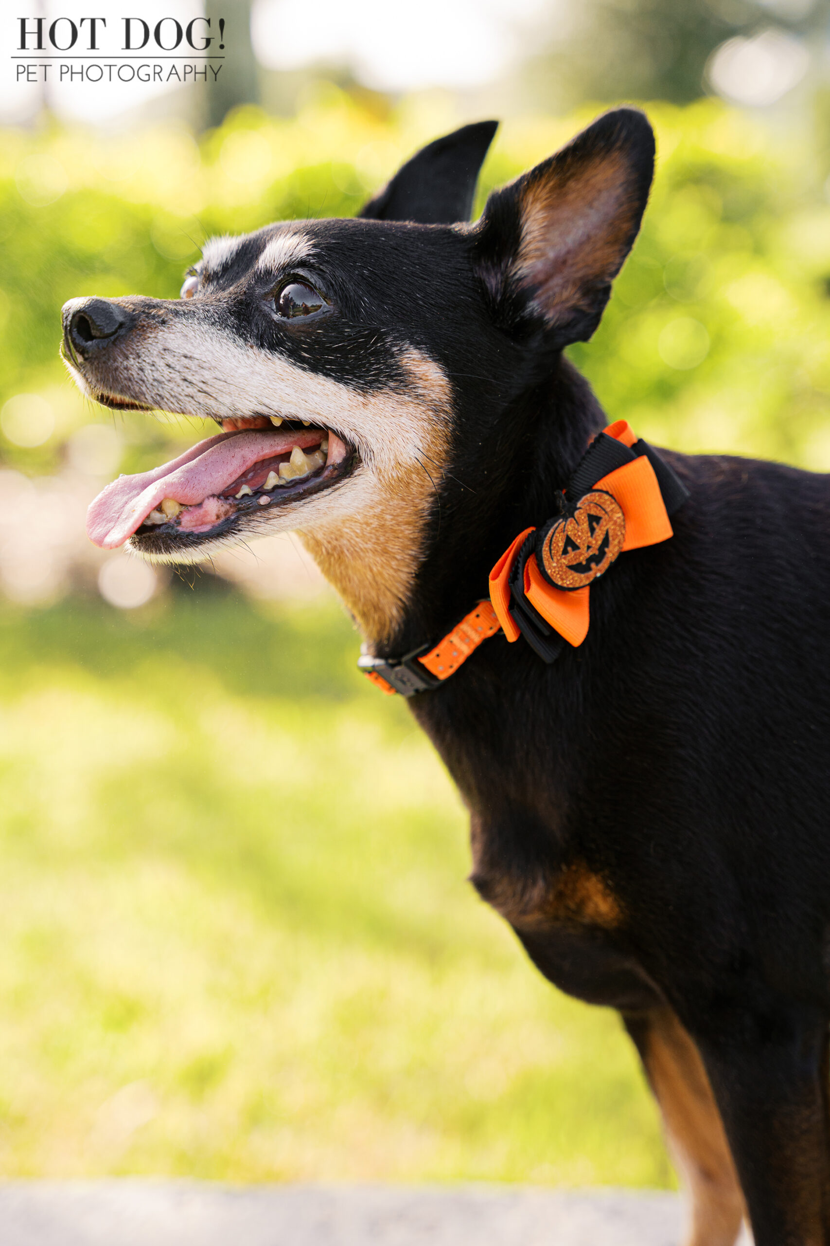 Close-up side profile of Kiki the Miniature Pinscher wearing an orange and black Halloween bow collar with a jack-o’-lantern emblem.