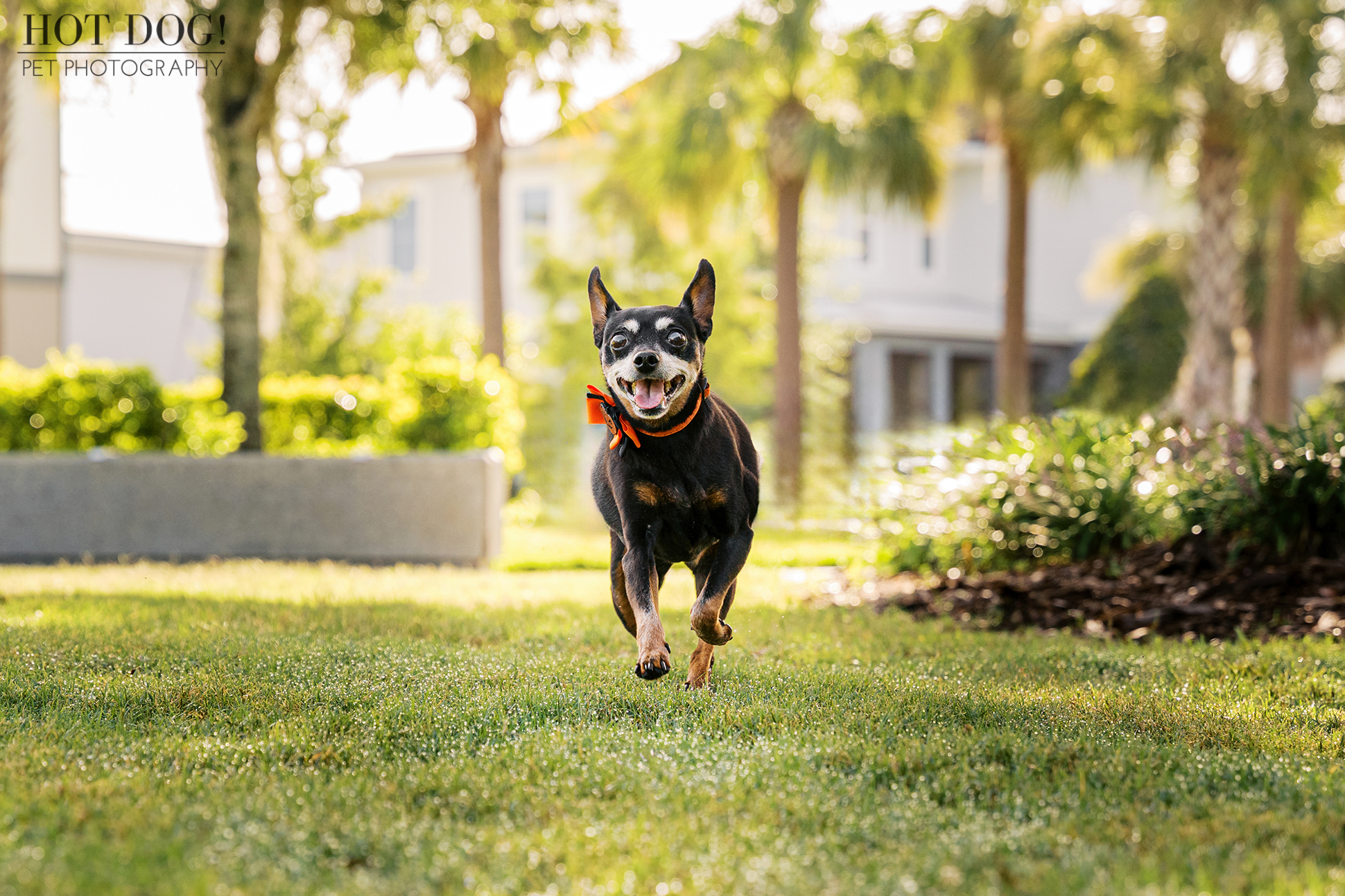 Kiki the Miniature Pinscher running toward the camera across a sunny lawn, wearing an orange Halloween bow collar.
