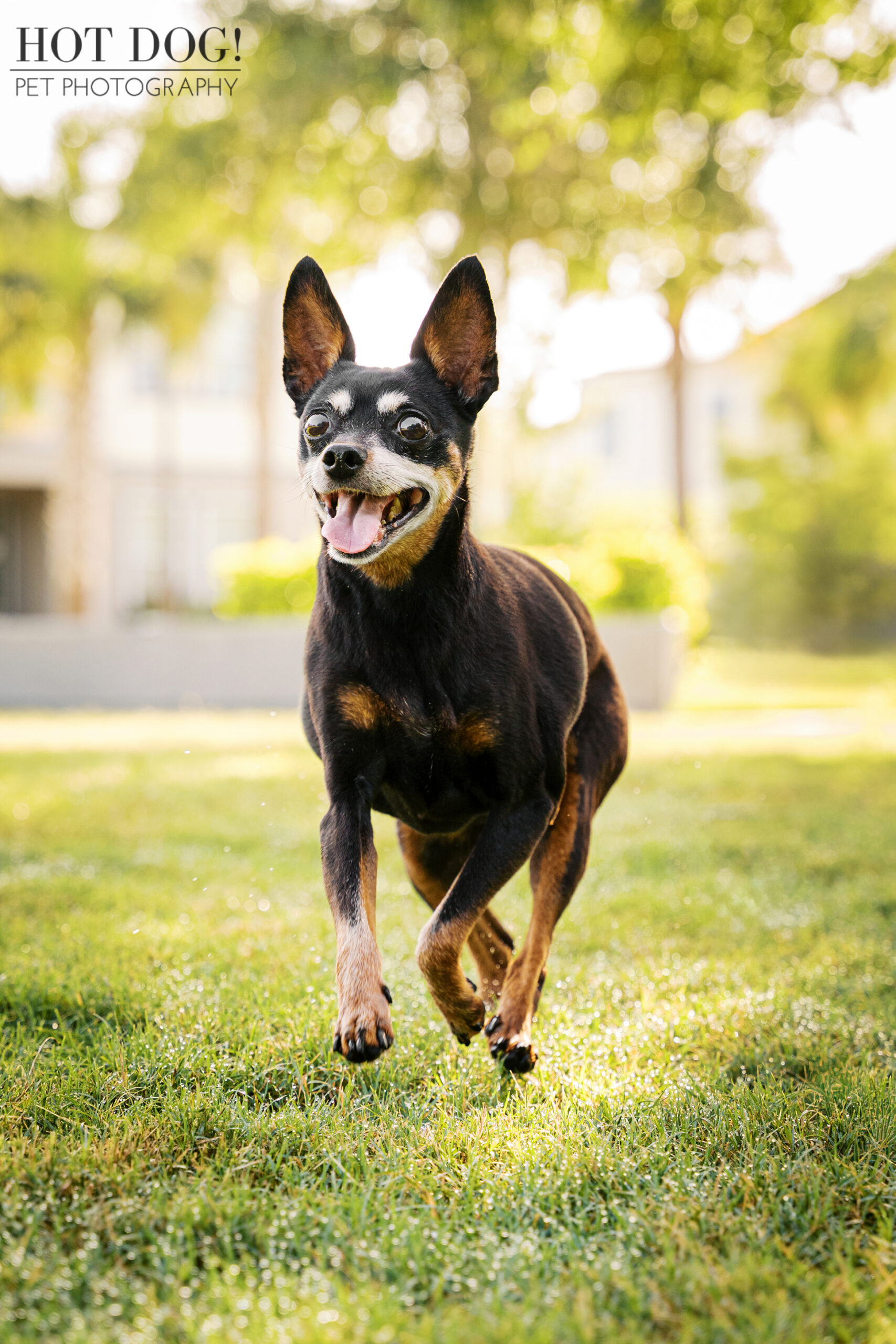 Action shot of Kiki joyfully trotting forward on grass, ears perked.