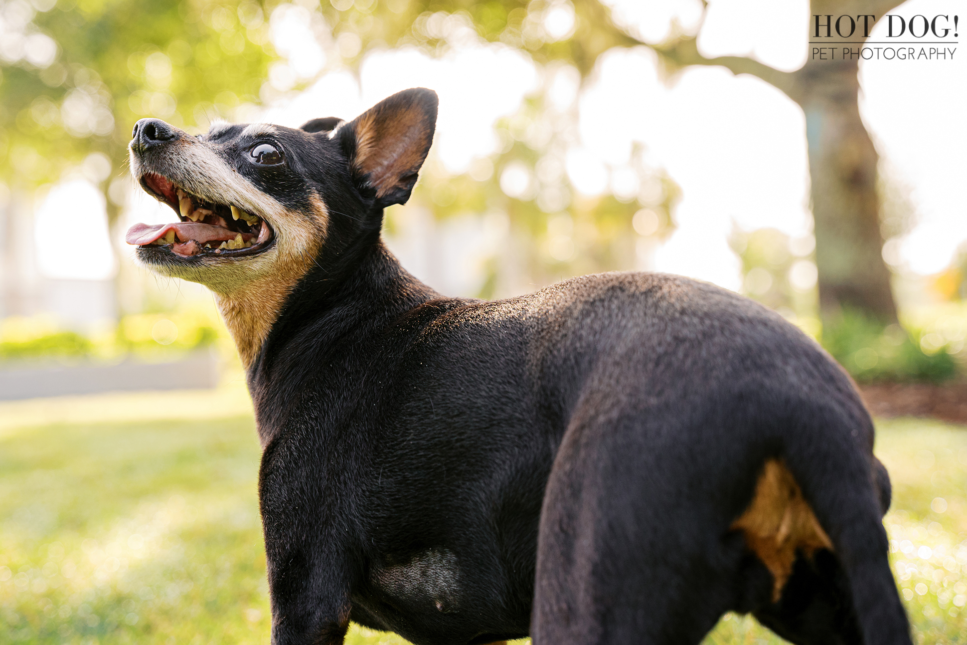 Kiki looking back over her shoulder with a happy expression, standing on grass in soft morning light.