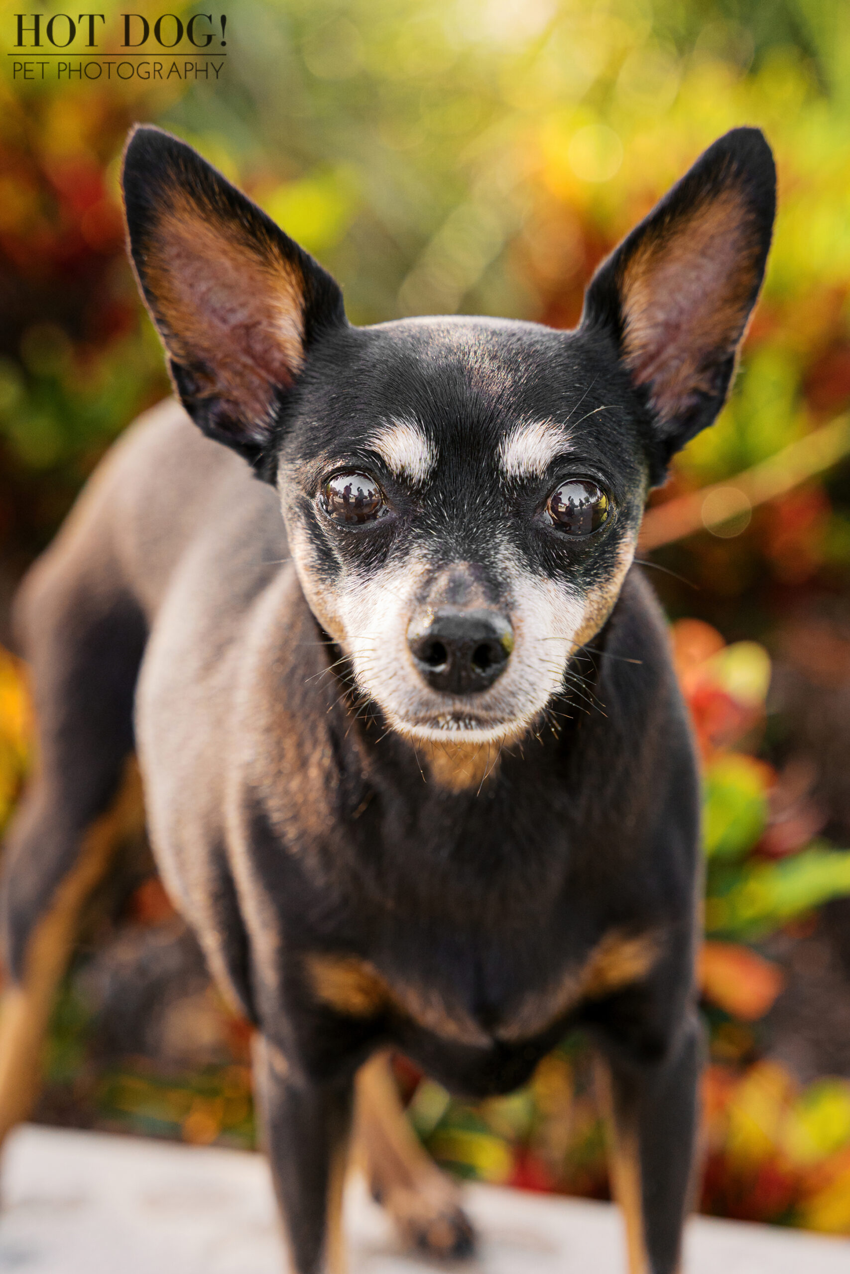 Close-up portrait of Kiki standing alert with bright eyes and ears up, colorful plants softly blurred behind her.