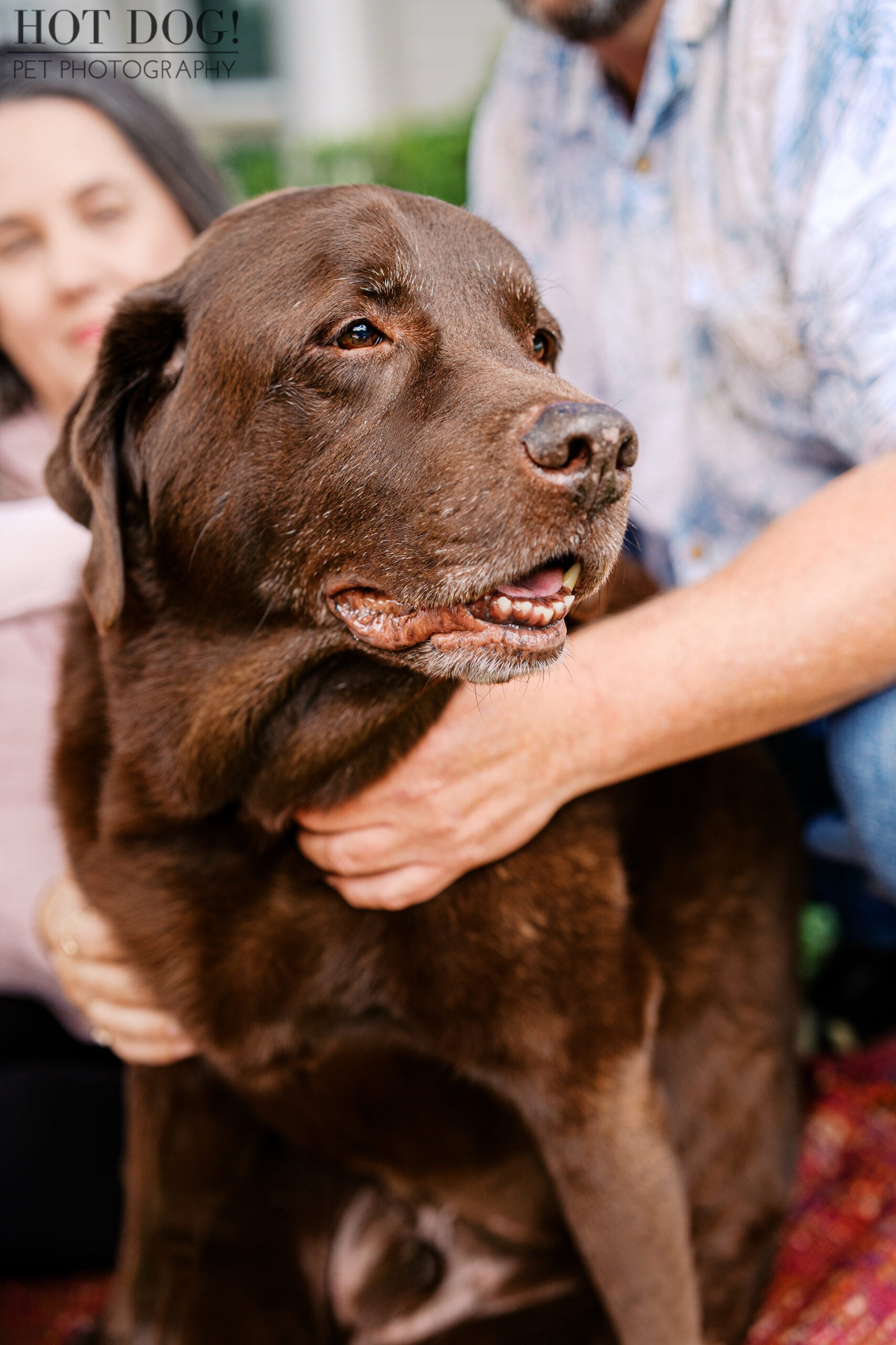 Close-up portrait of Kona, a nine-year-old chocolate Lab, enjoying affection from his family during a Cherished Companion photography session.