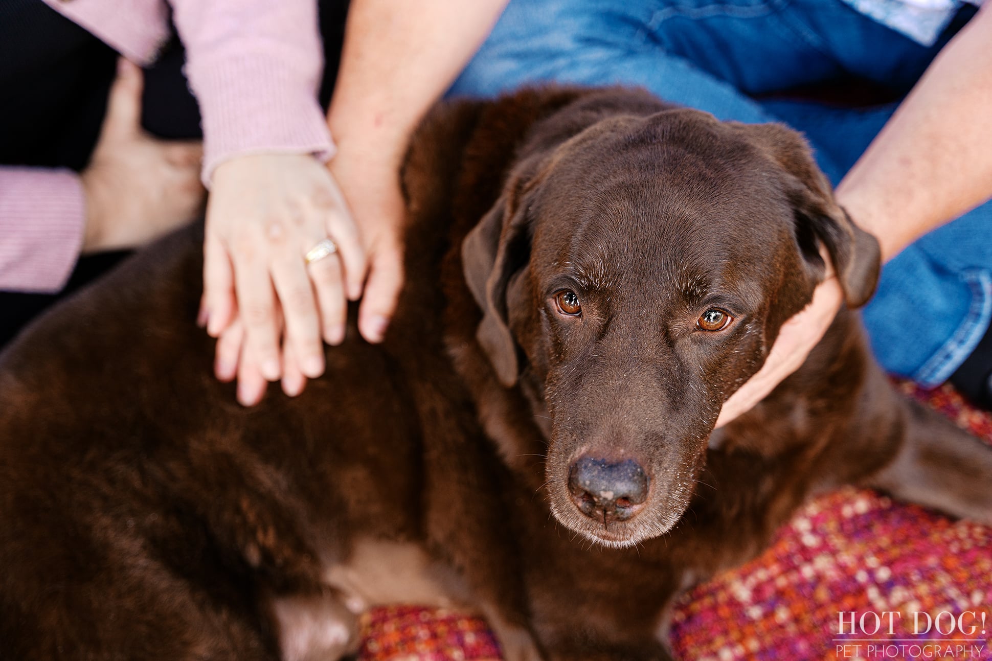 Close-up portrait of chocolate Labrador Retriever Kona looking toward the camera while surrounded by the gentle, reassuring hands of his family.