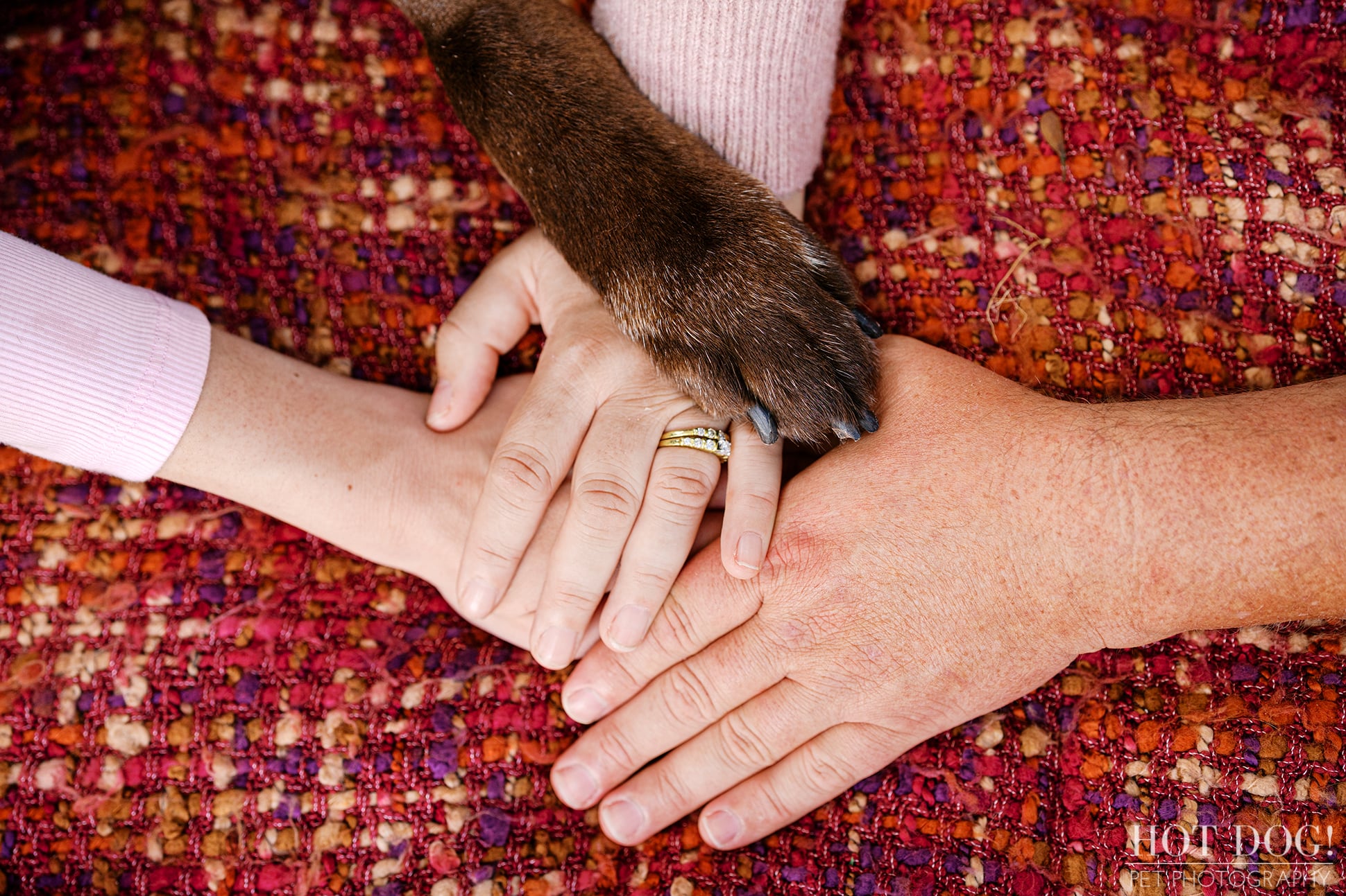 Close-up of chocolate Lab Kona's paw resting on Jennifer and James's hands, capturing a meaningful family connection during a Cherished Companion photography session.