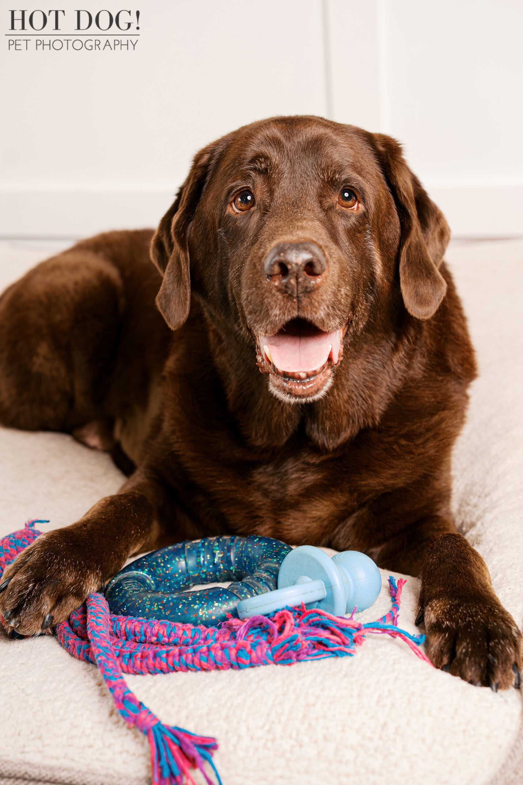 Senior chocolate Labrador Retriever Kona relaxes on a soft cream-colored blanket with his favorite colorful toys during an at-home dog photography session in Oviedo, Florida.