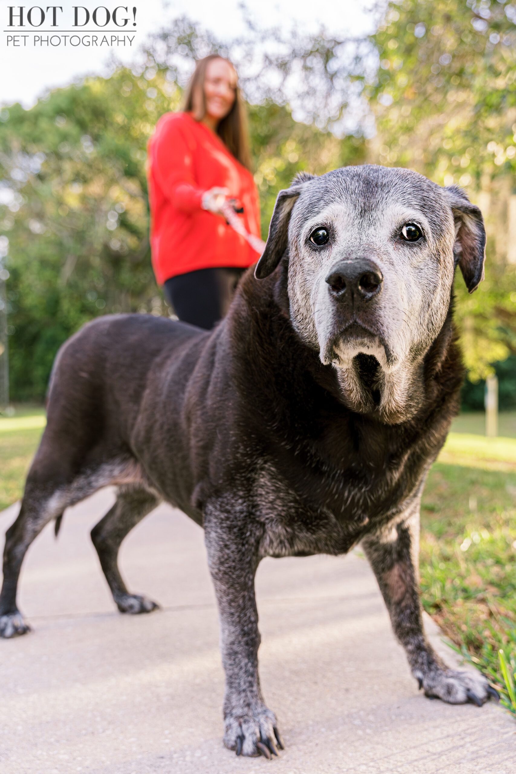 Senior rescue dog Lambeau looking cute and cuddly in his professional pet photo session with Hot Dog! Pet Photography.