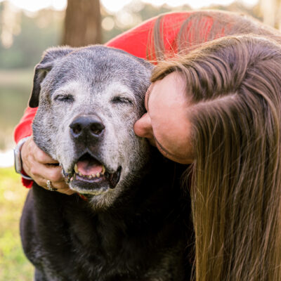 Lambeau the Lab Mastiff Mix’s Cherished Companion Session | Orlando Pet Photography