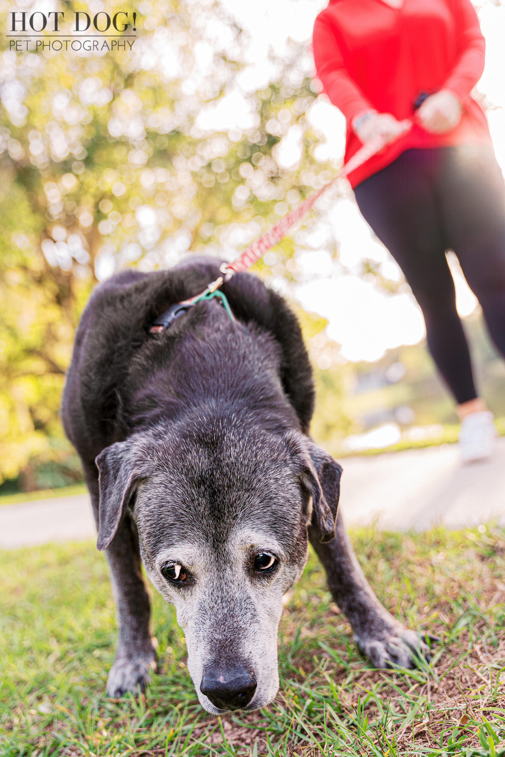 Pet photographer Hot Dog! Pet Photography captures the adorable personality of senior rescue dog Lambeau in this professional photo session.