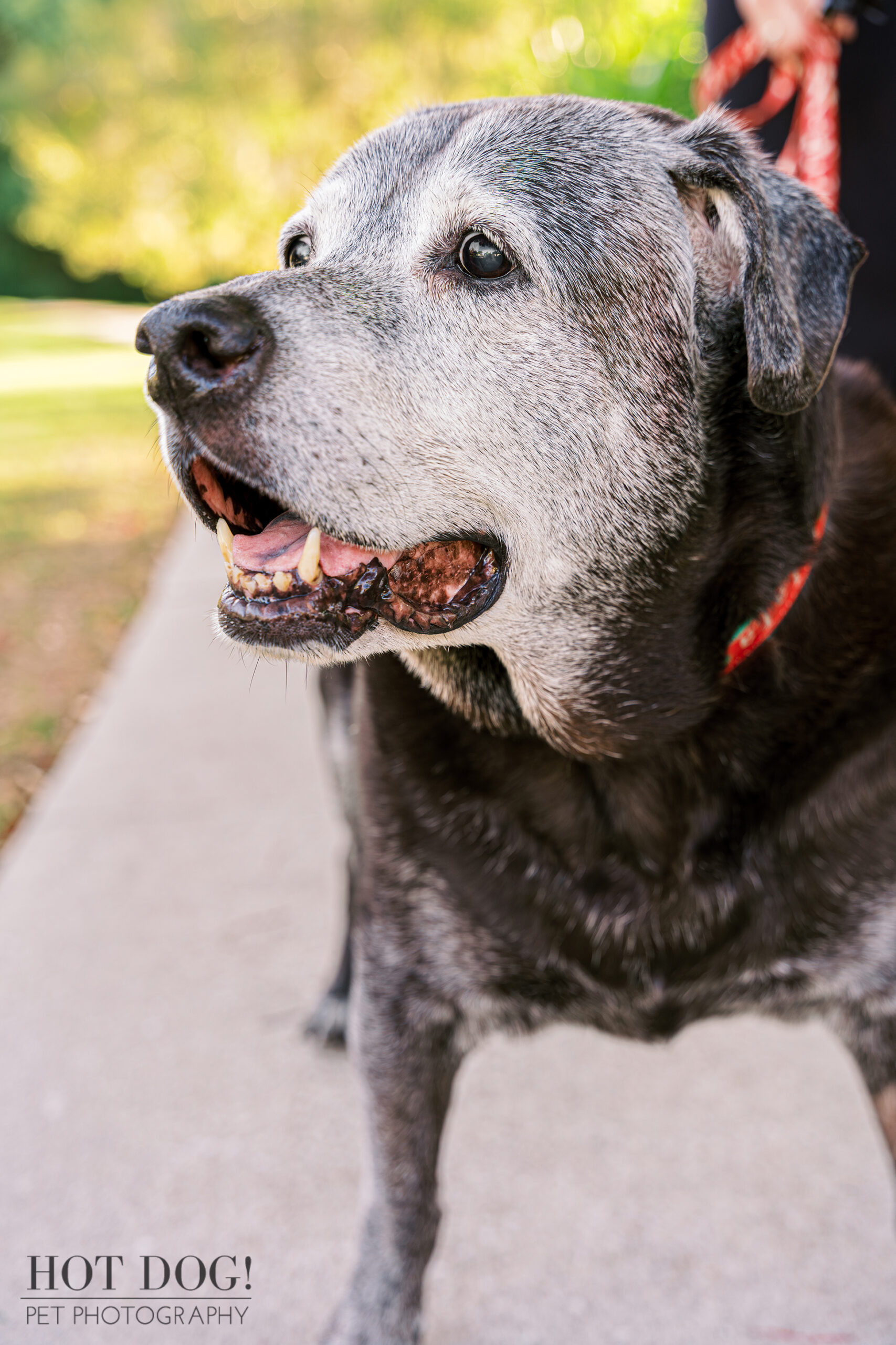 Looking for the best pet photography in greater Orlando? Look no further than Hot Dog! Pet Photography. We specialize in capturing the special moments between you and your furry friend.