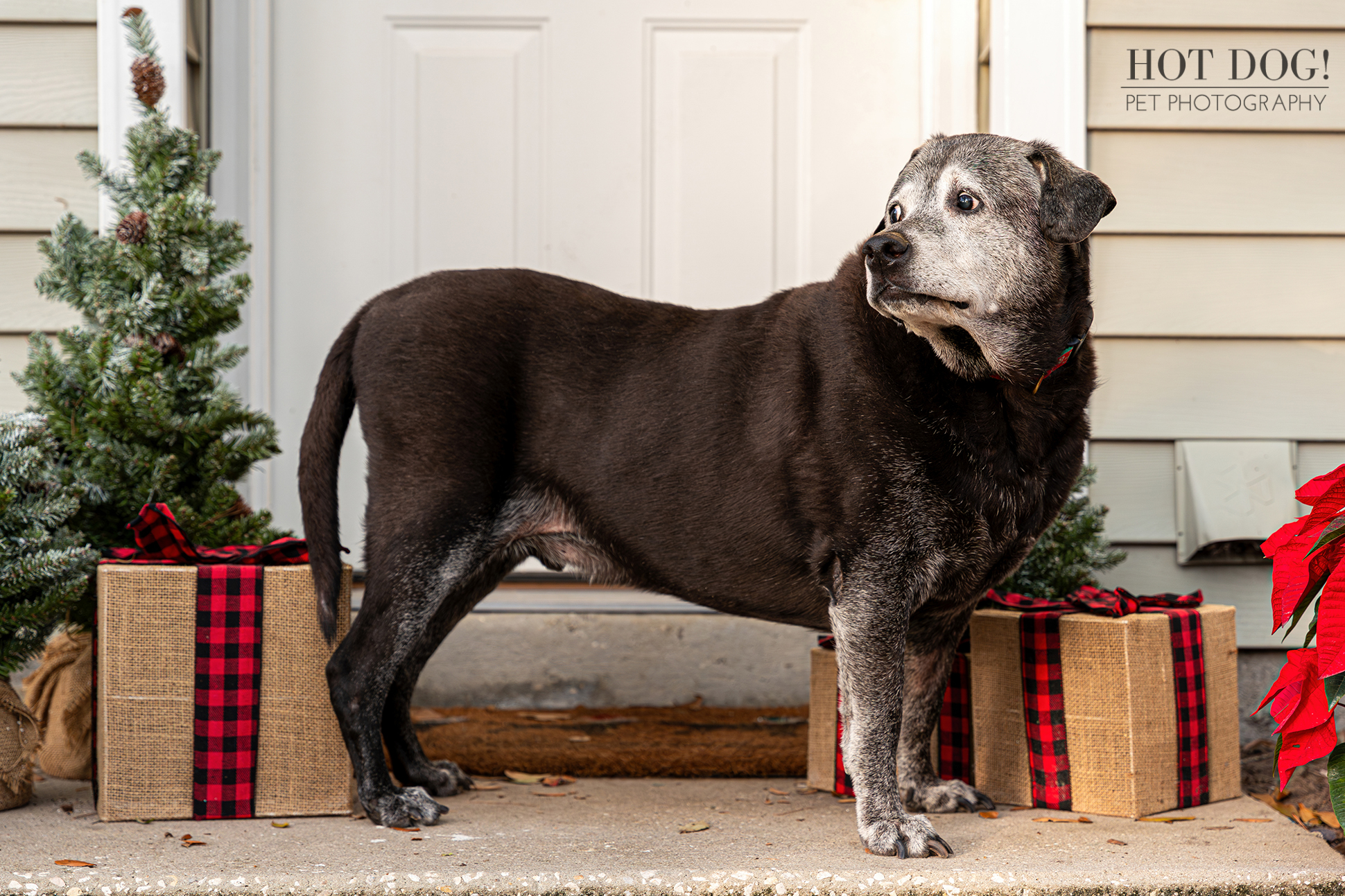 Woofmas Wonderland! Lambeau explores a winter wonderland of Christmas decorations, his furry form blending with the festive colors. (Photo by Hot Dog! Pet Photography)