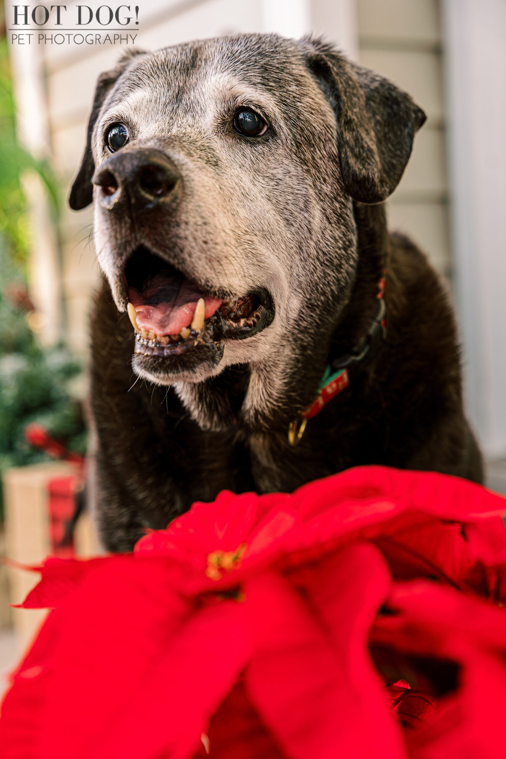Senior dog Lambeau is a very good boy posing by the poinsettia and Christmas decorations. (Photo by Hot Dog! Pet Photography)