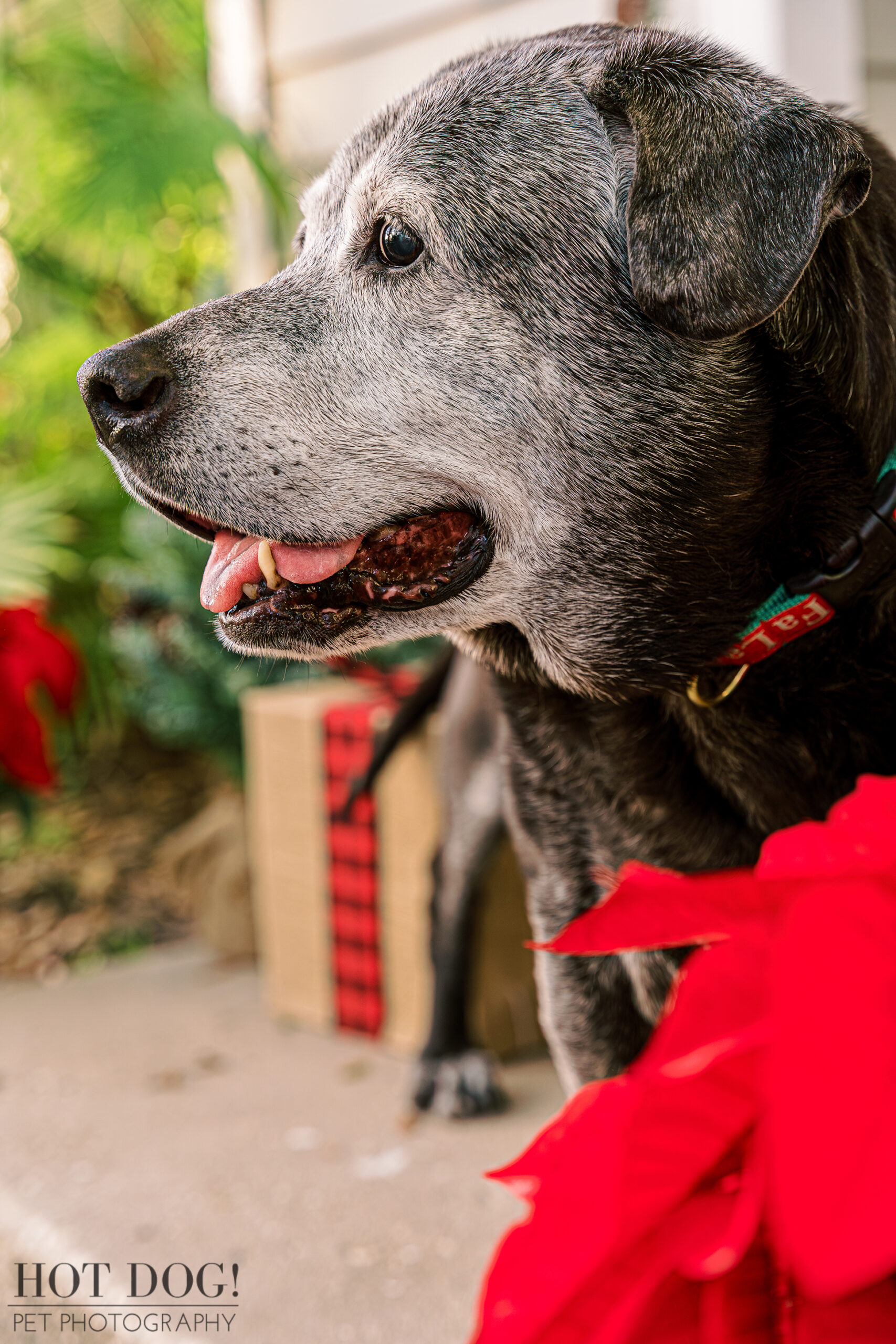 Senior Soul, Santa Spirit! Lambeau embodies the joy of the season with his gentle gaze and festive surroundings, reminding us of the true meaning of Christmas. (Photo by Hot Dog! Pet Photography)