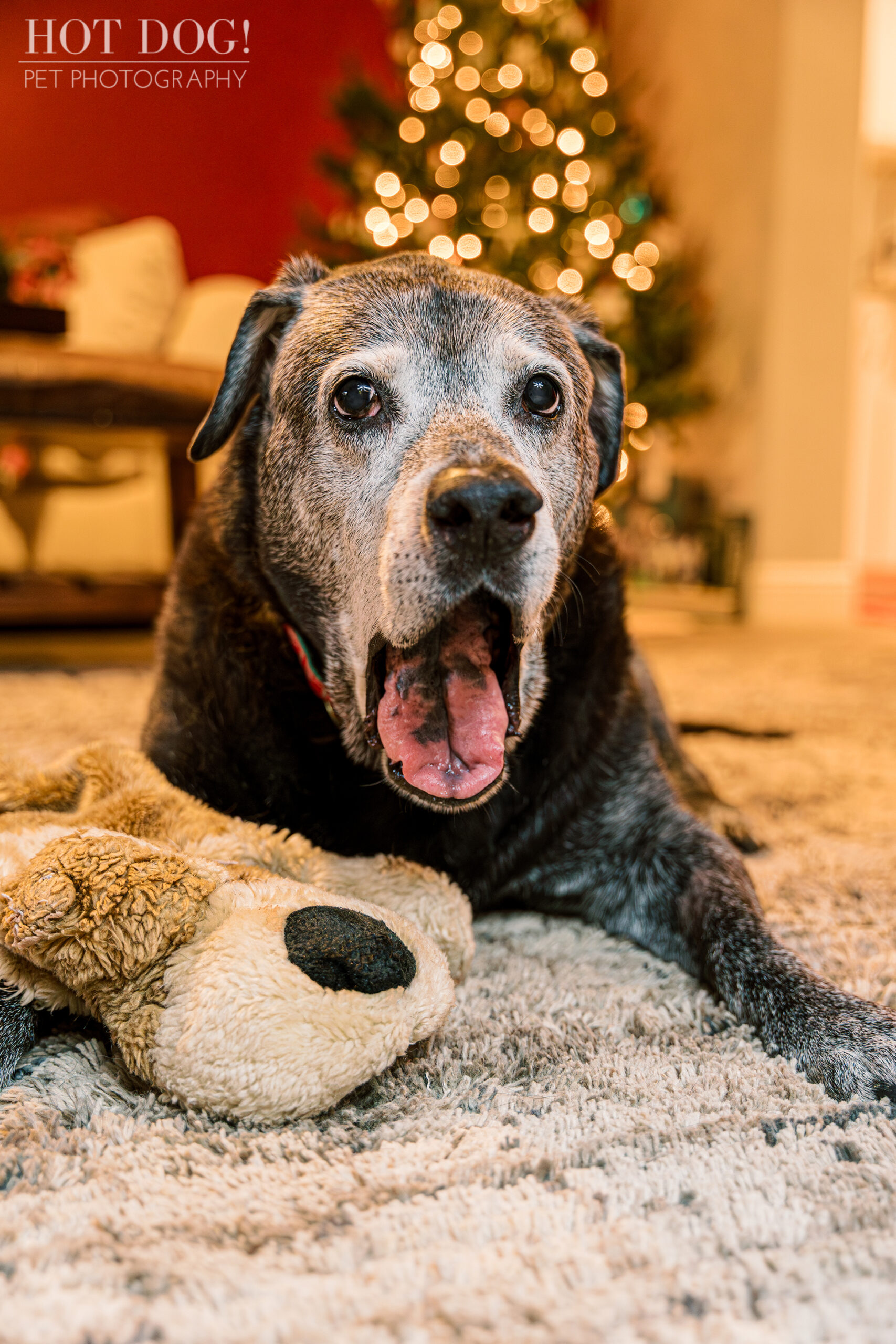 Nap Time by the Tree! Lambeau yawns before a cozy nap beneath a brightly lit Christmas tree. (Photo by Hot Dog! Pet Photography)