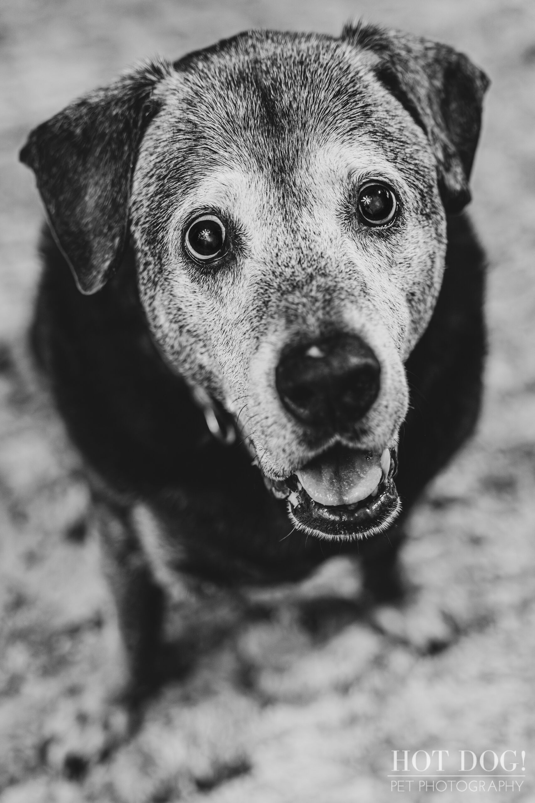 Lambeau the senior lab mastiff mix is the star of this professional pet photo session by Hot Dog! Pet Photography.
