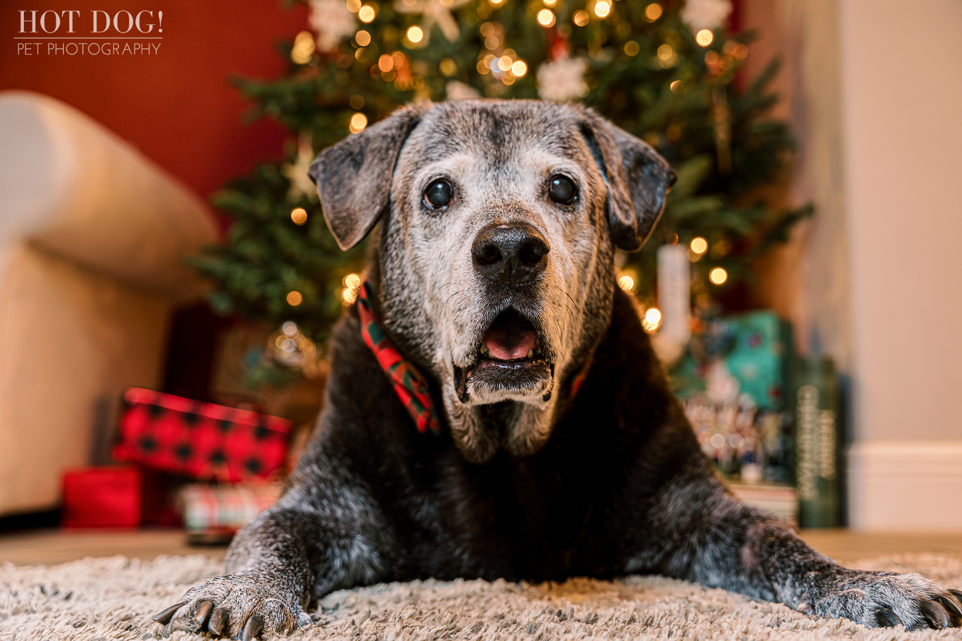 Adorable lab mastiff mix named Lambeau posing for a professional pet photo session with Hot Dog! Pet Photography.