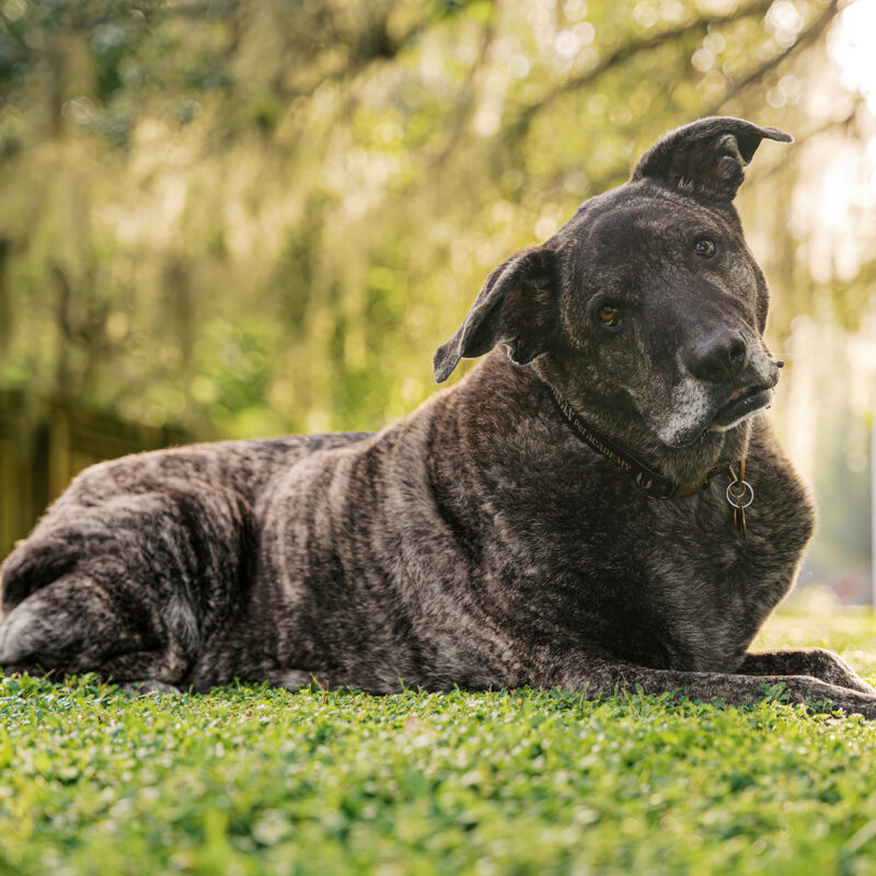 Leah’s Big Puppy Energy and Unforgettable Love | Orlando Pet Photography